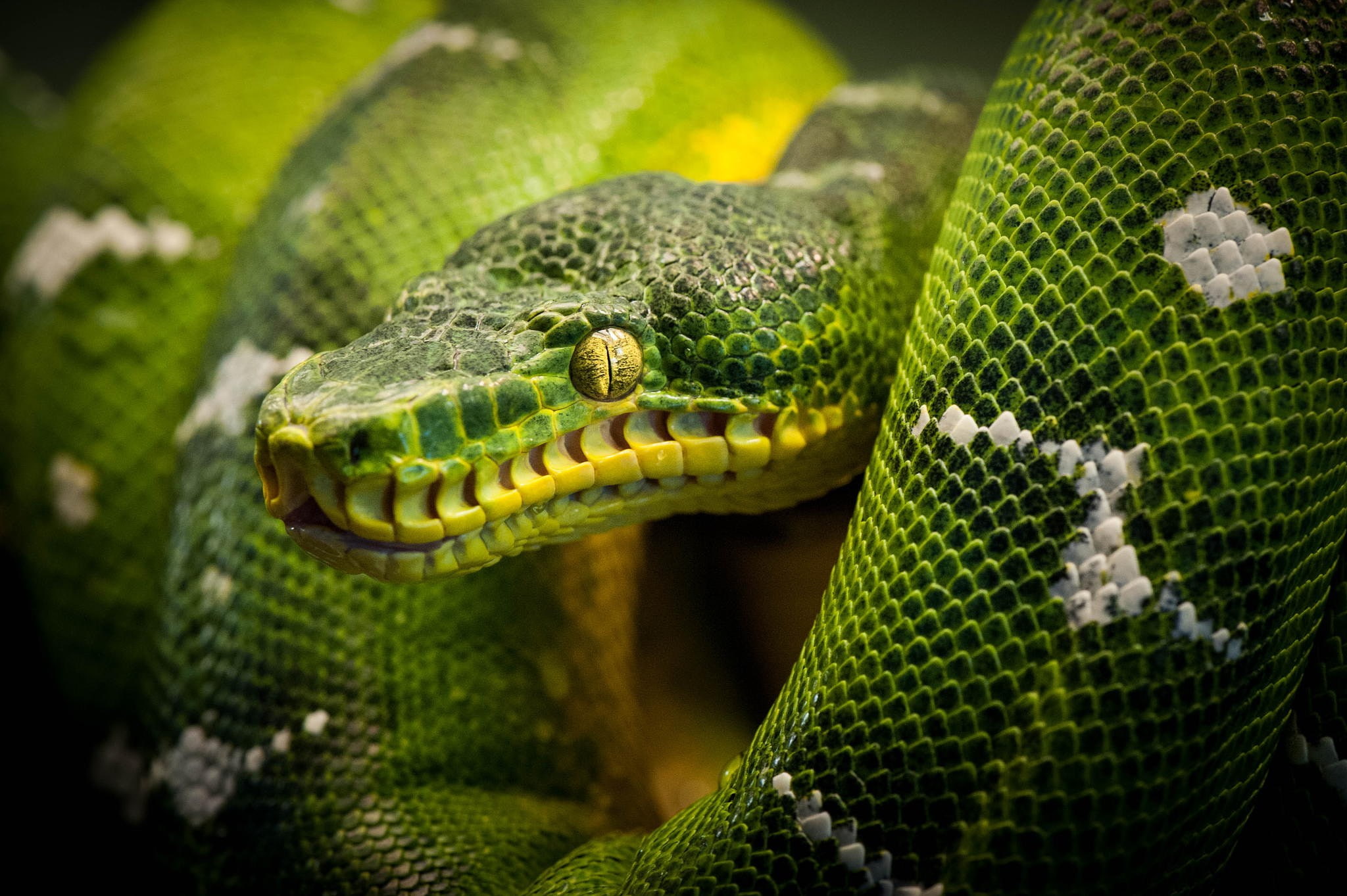 python