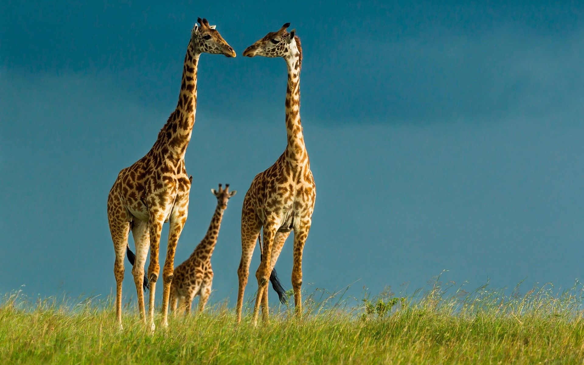 Giraffes, wildlife, sky, grass