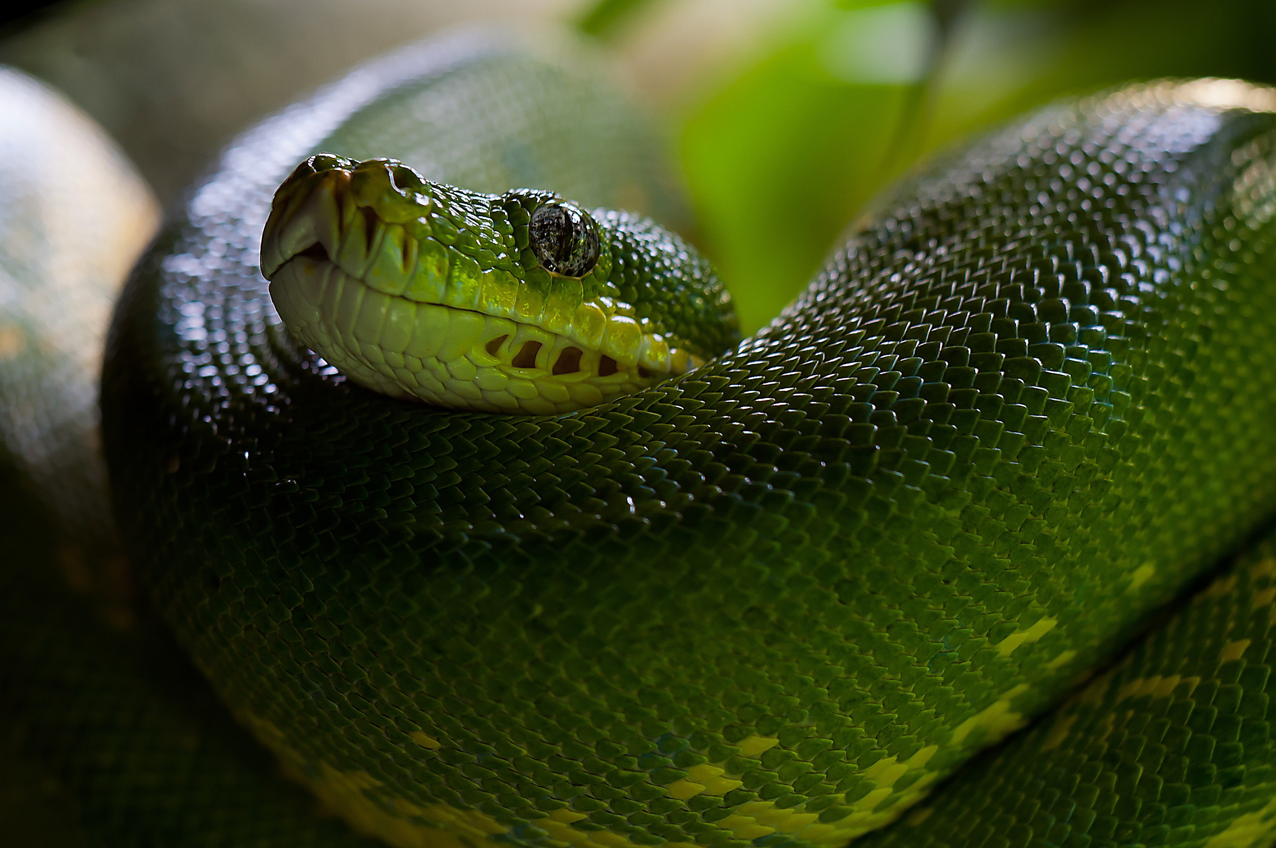 Python, Snake, Head