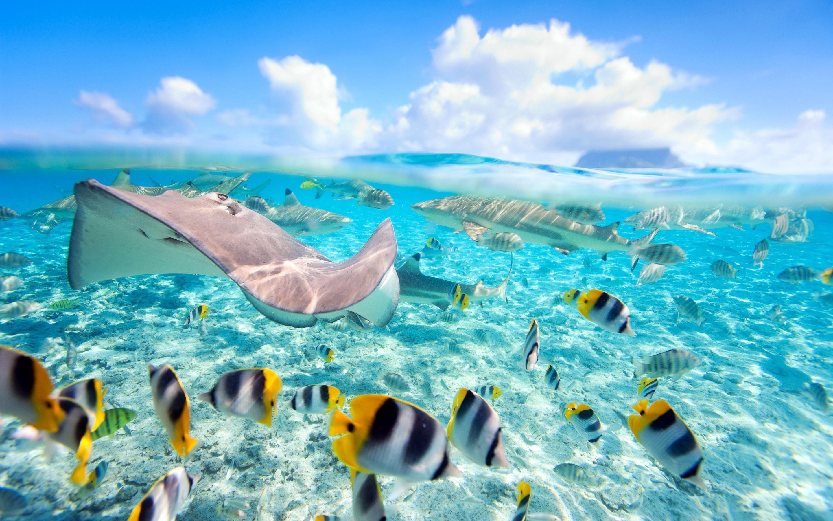 Hawaii Exotic Fish Crystal Clear Water Underwater World Wallpaper For Desktop 2880×1800