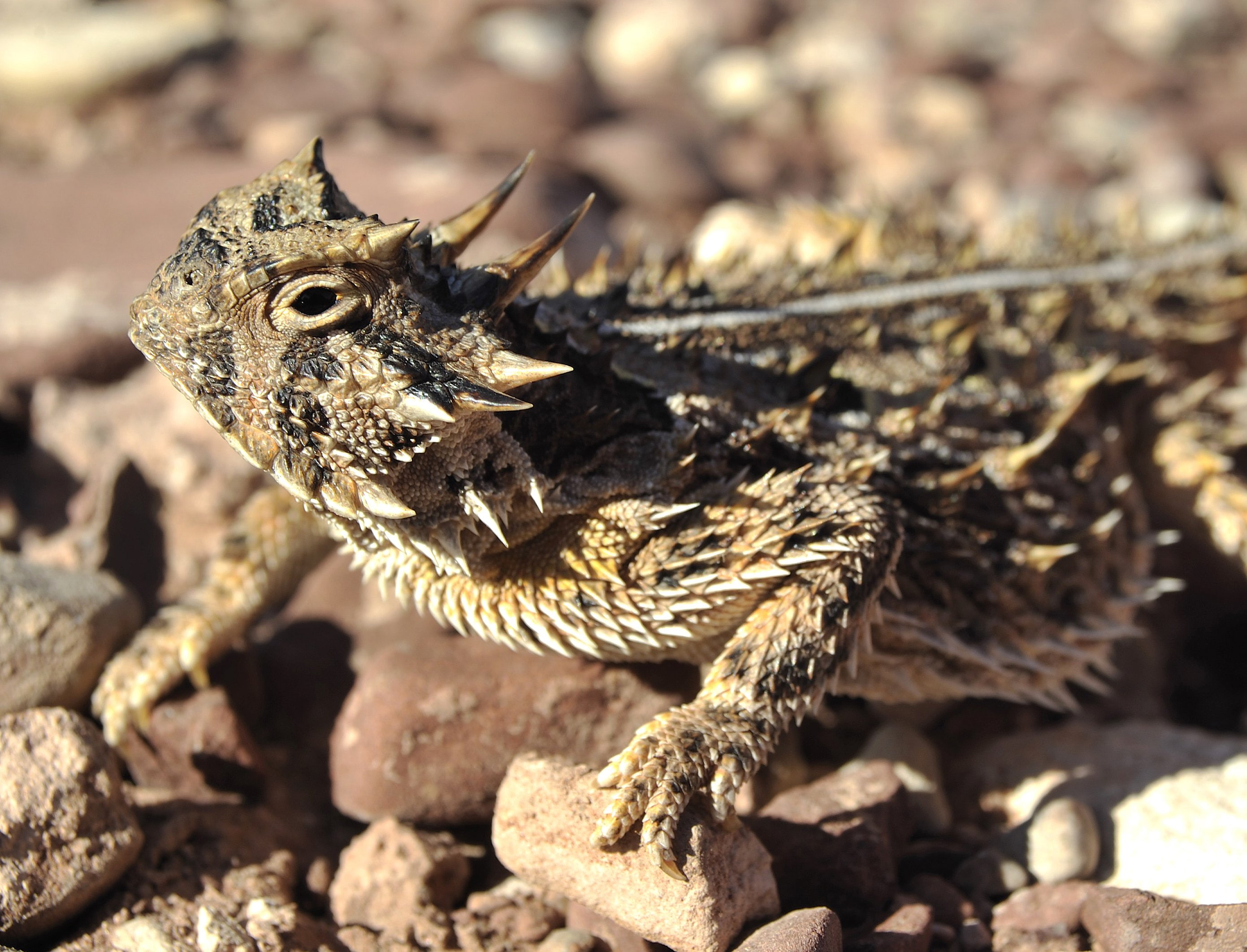 horned, lizard, lizards, toad