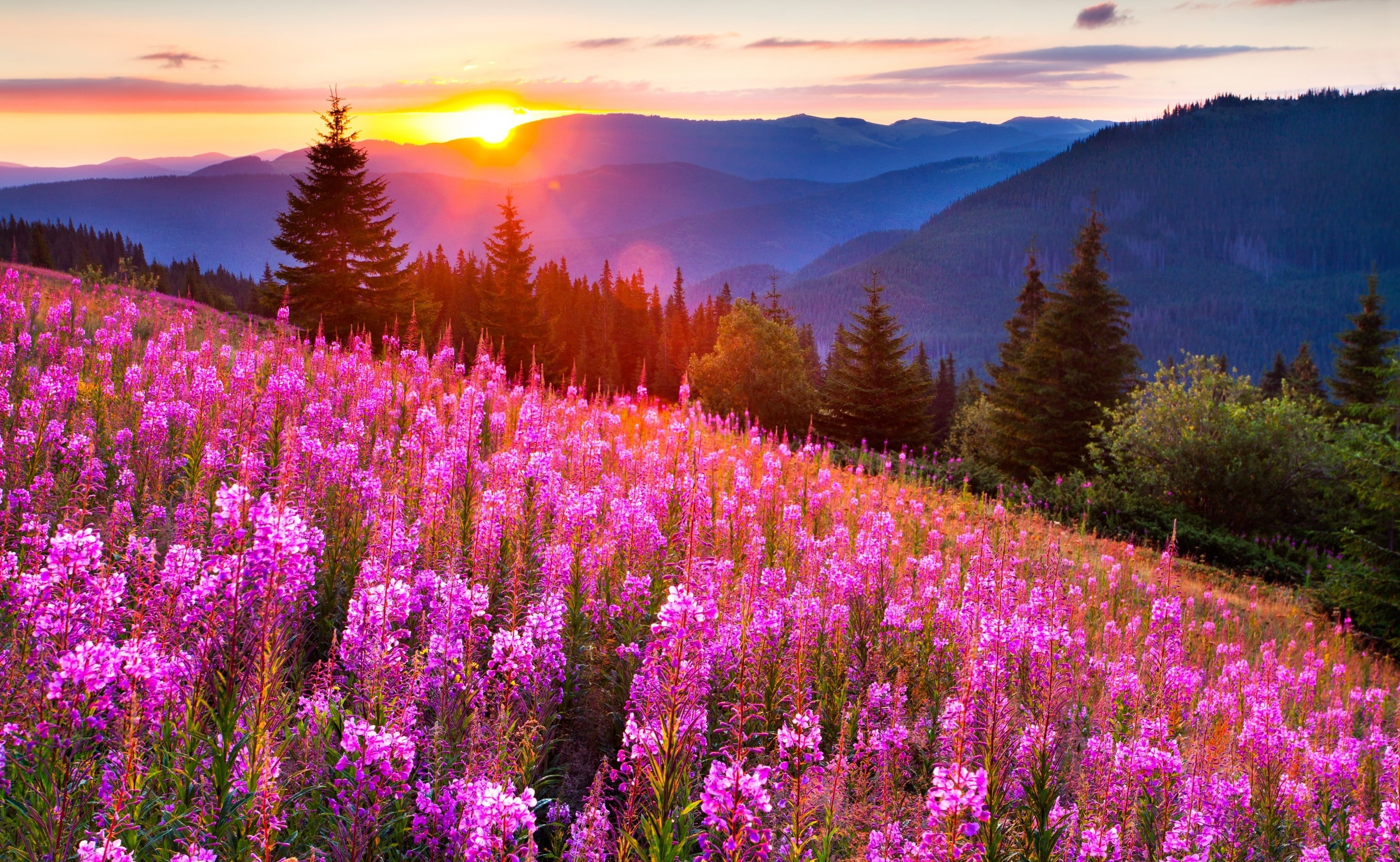 Pink Meadow Sun, pink lupine flower field, Seasons, Summer, beauty in nature