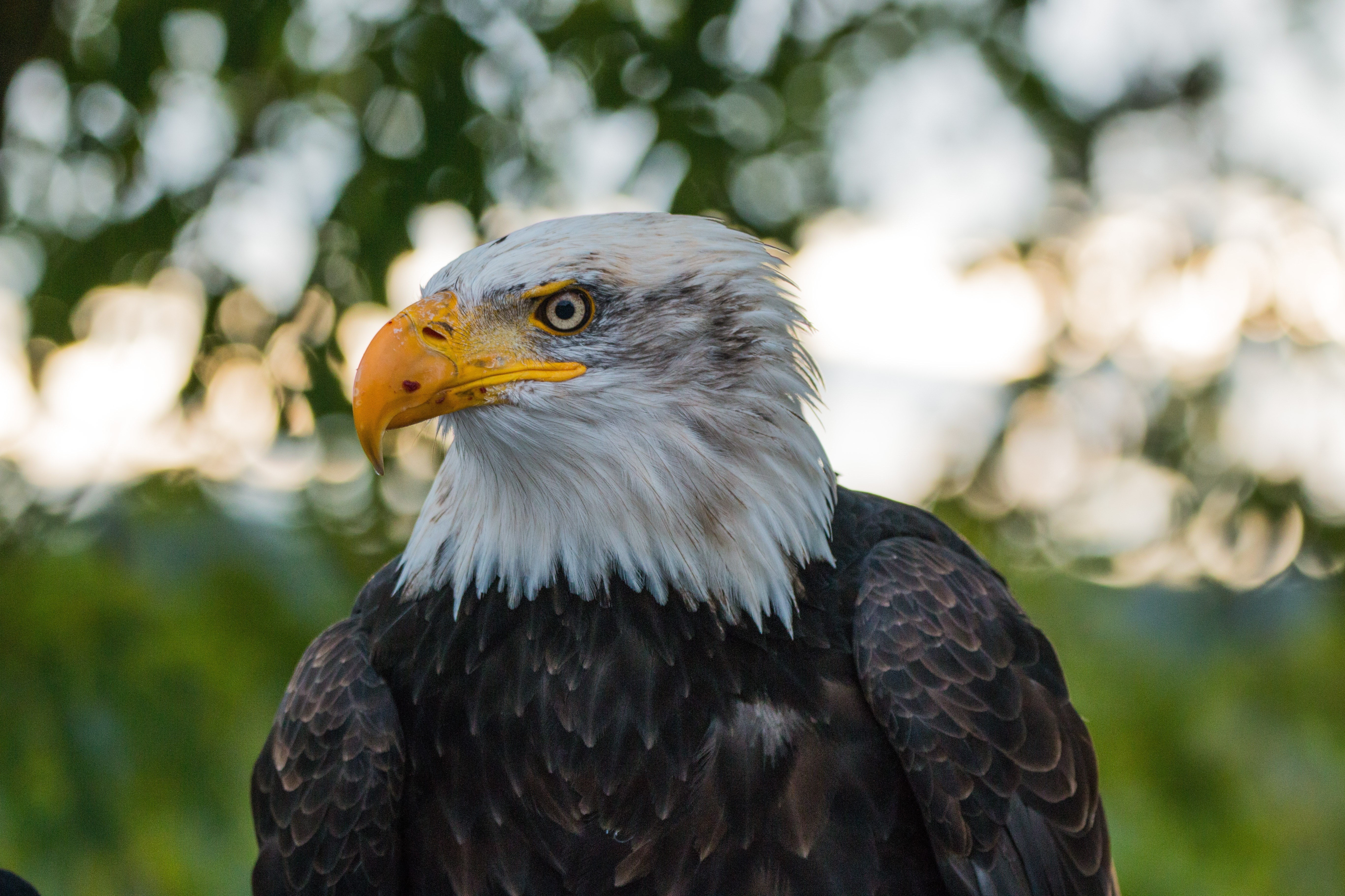 bald eagle