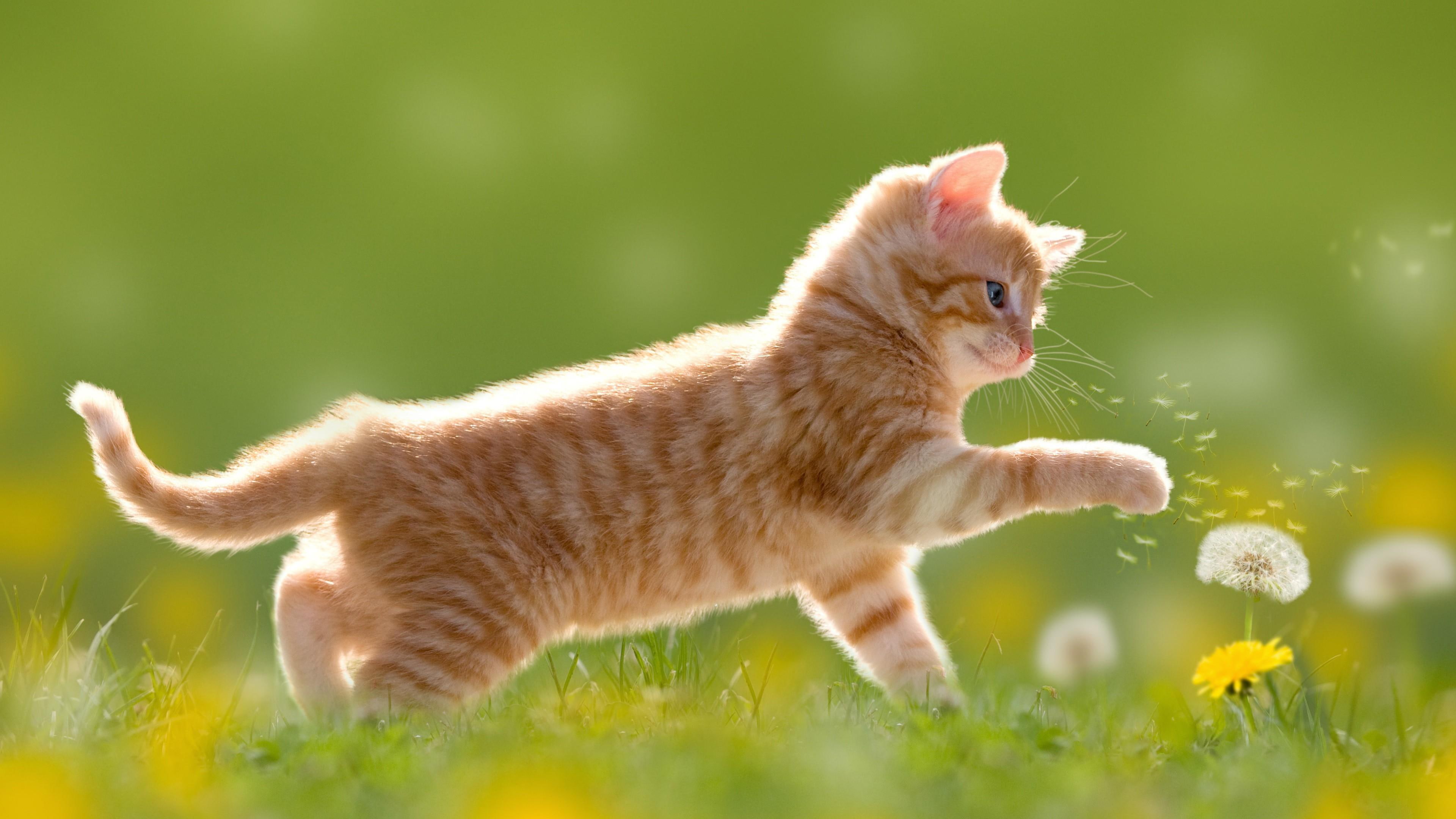 cat, mammal, dandelion, flower, grass, whiskers, kitten, short haired cat.