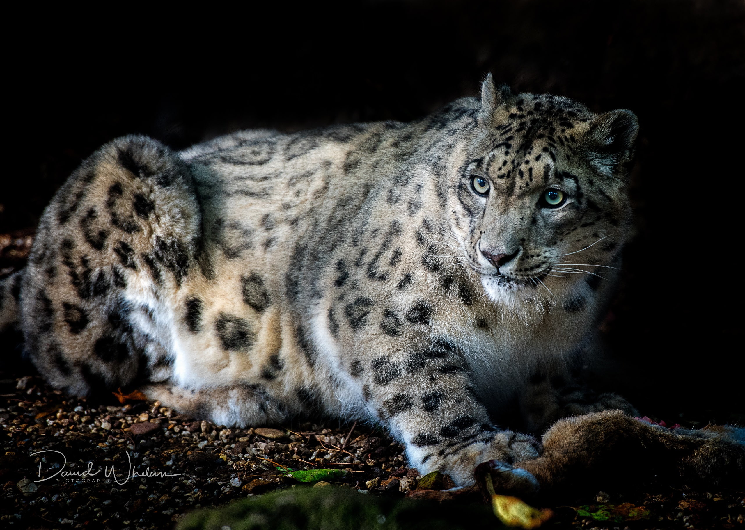 big cats, mammals, animals, snow leopards, animal themes, feline
