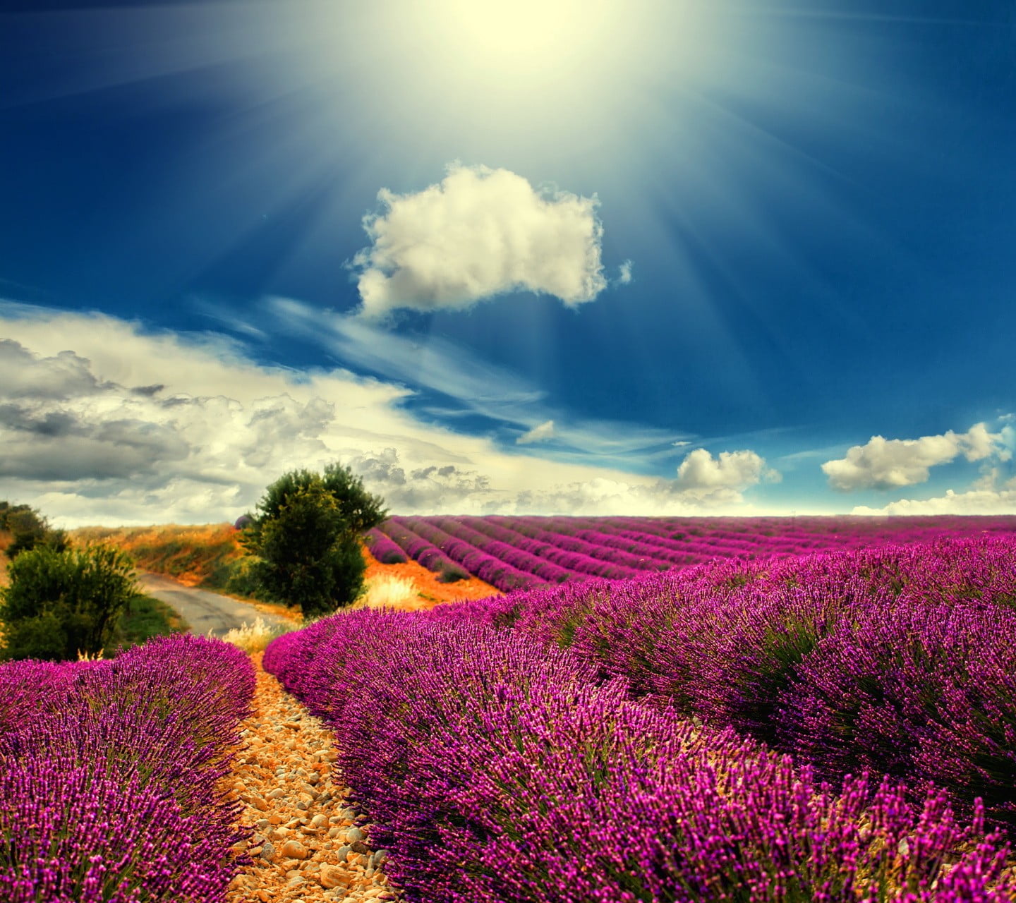 field, lavender, plant, flower, beauty in nature, sky, flowering plant