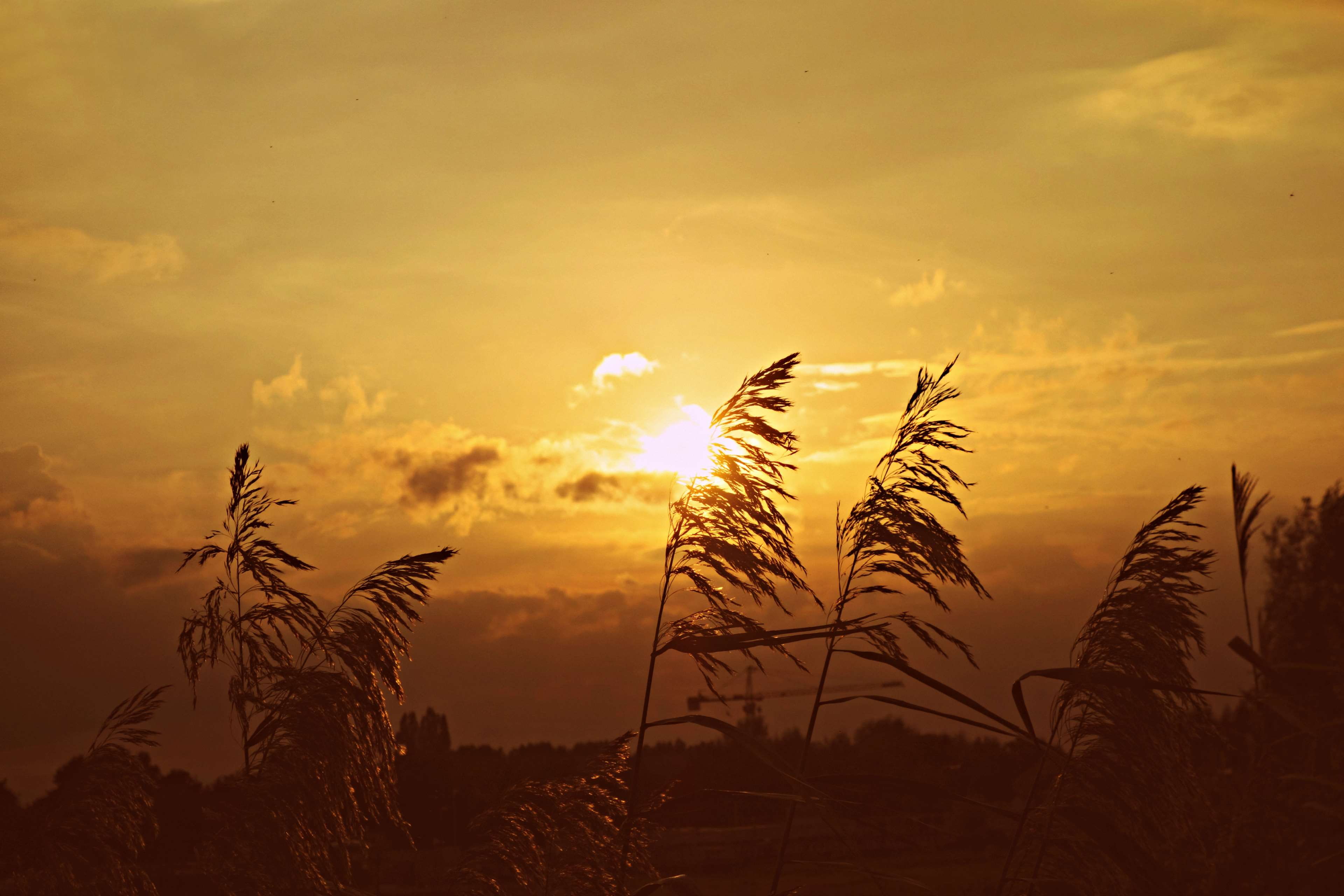 bulrush, evening sky, glow, golden glow, plant, plumes, silhouettes