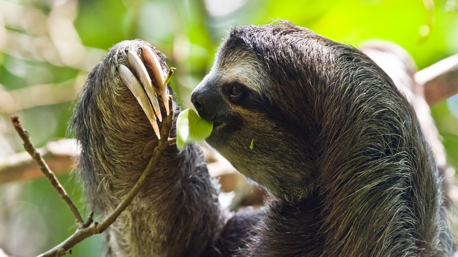 three toed sloth, monkey, animal themes, primate, mammal, animal wildlife
