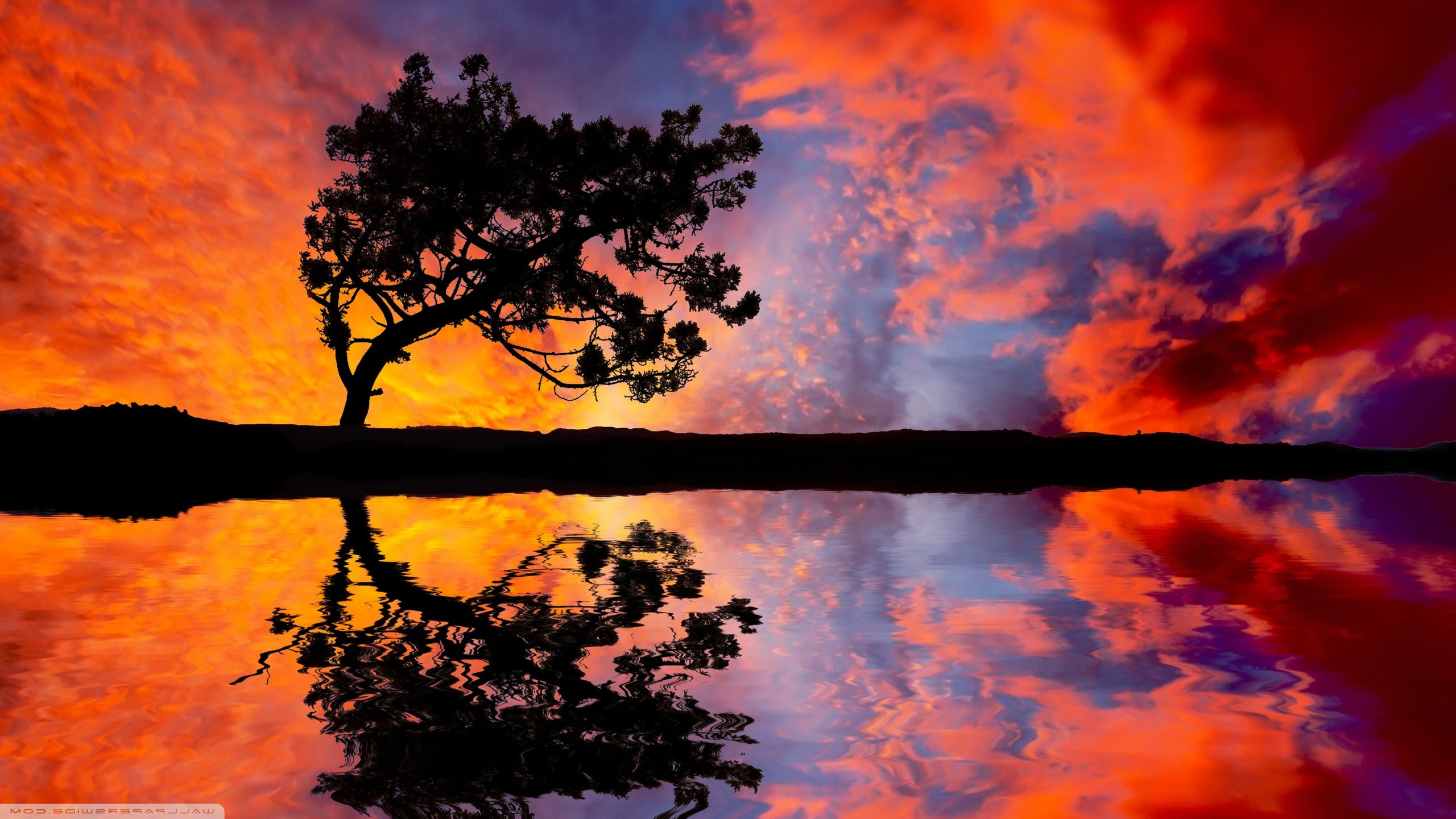 clouds, nature, reflection, Trees, sunset, sky, orange color