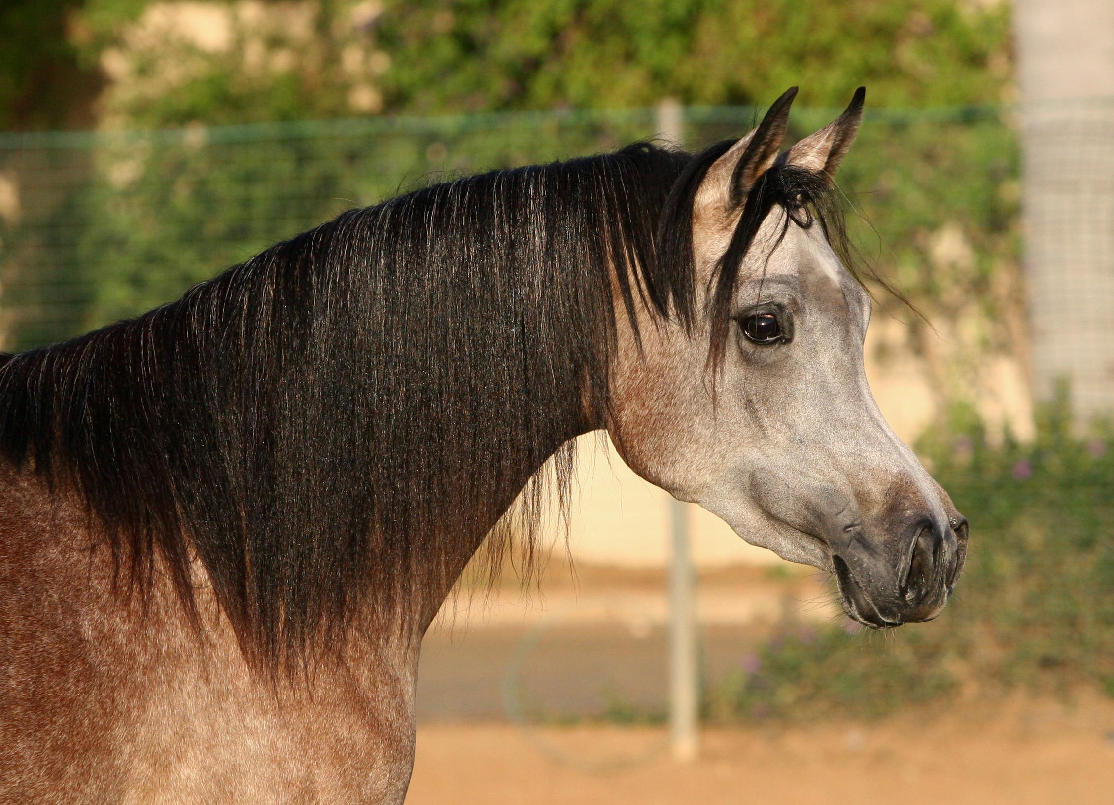Arabian Horse, i luv horses, animals, black stallions, nature