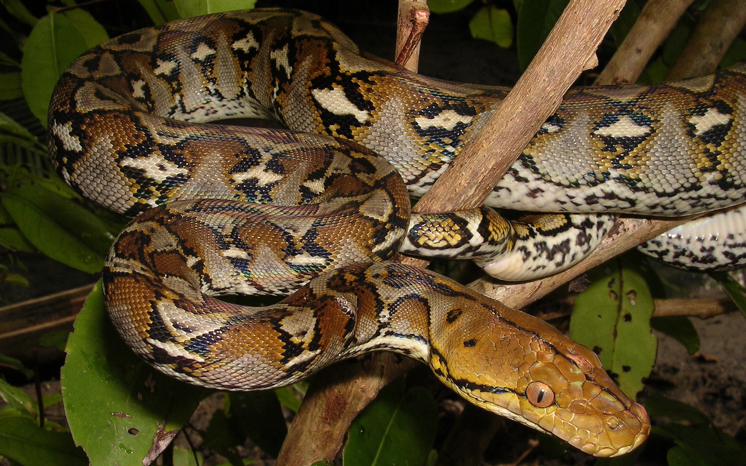 python