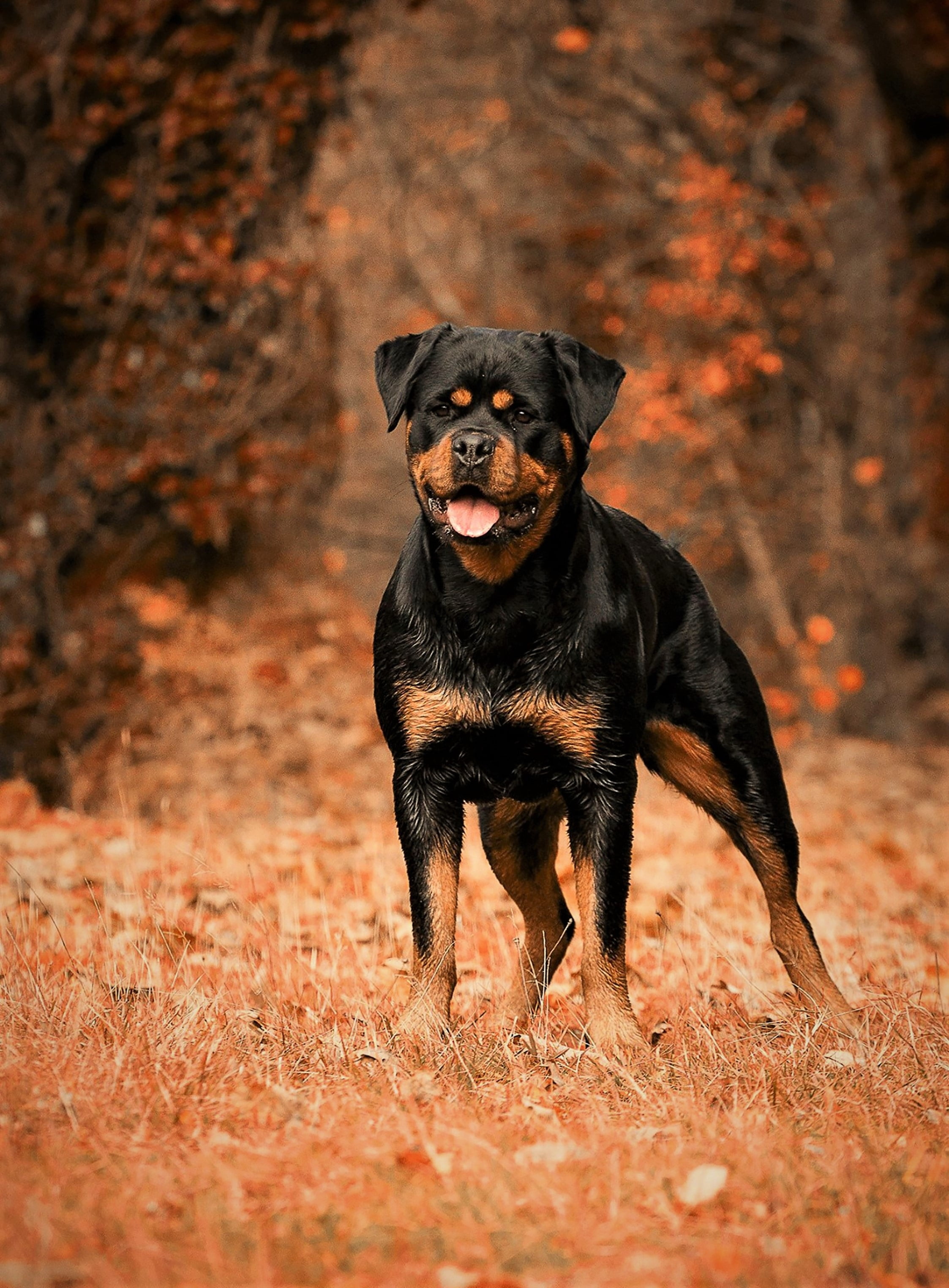 short-coated black and brown dog, rottweiler, autumn, walk, one animal