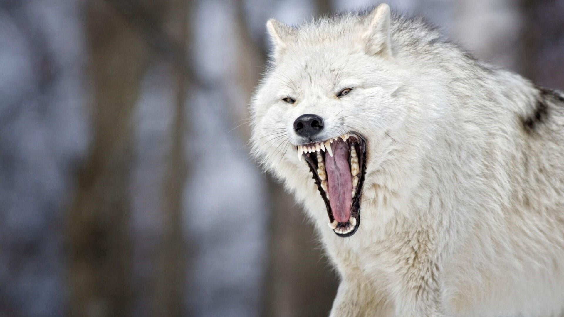 wolf, angry, wildlife, snout, fur, animal, one animal, animal themes