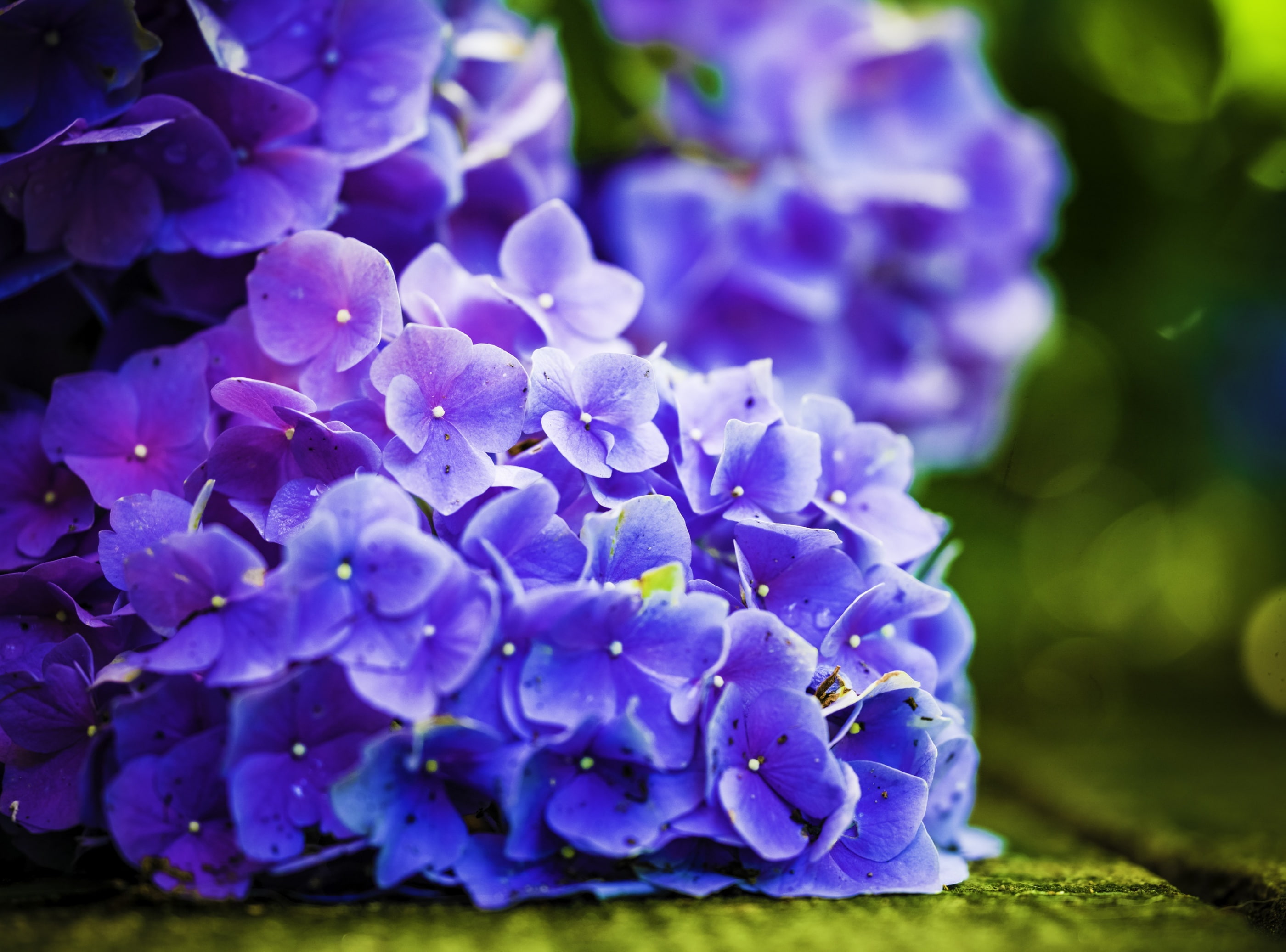 Flower Power, purple petaled flowers, Aero, Macro, Hydrangea