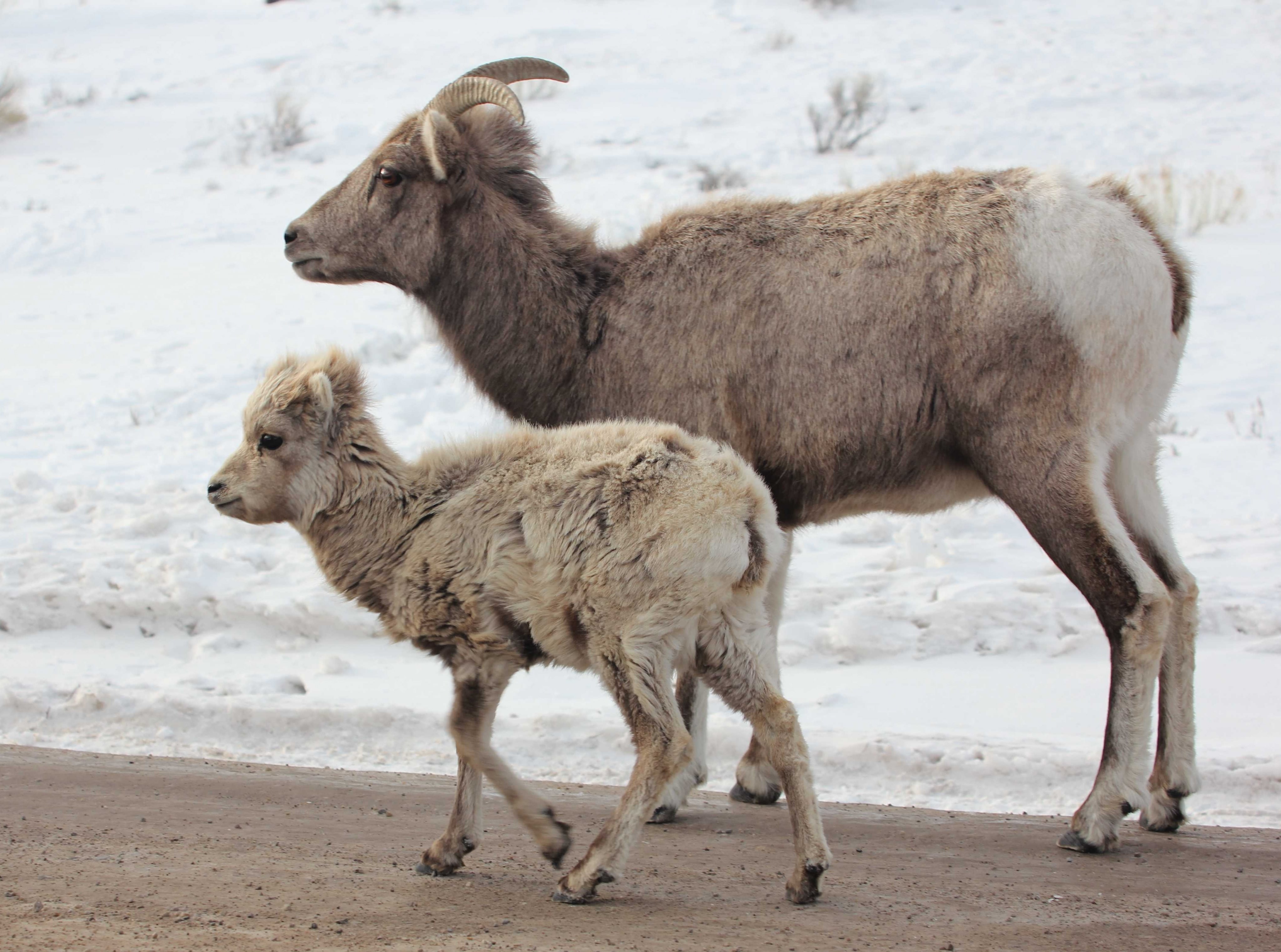 A Family Affair, Animals, Wild, Sheep, bighorn, lamb, nationalelkrefuge