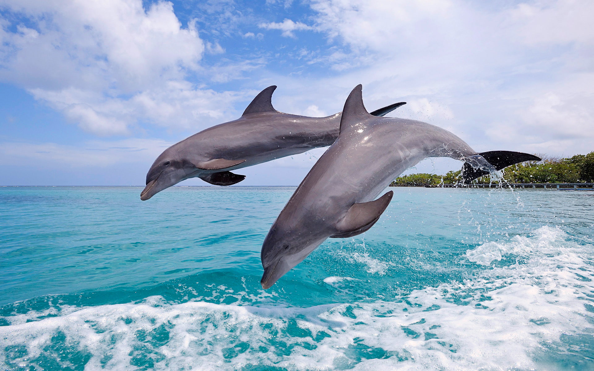 two gray dolphines, sea, the sky, squirt, jump, pair, dolphins