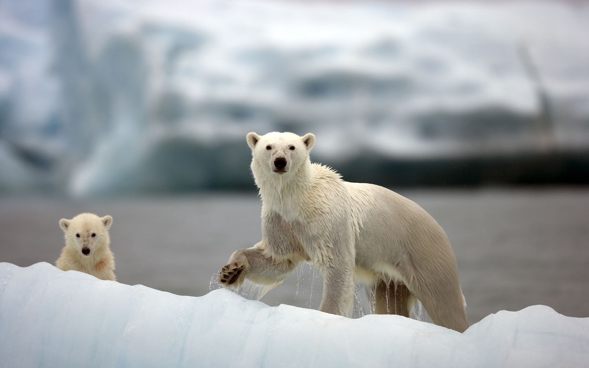 Polar bears, Arctic, snow