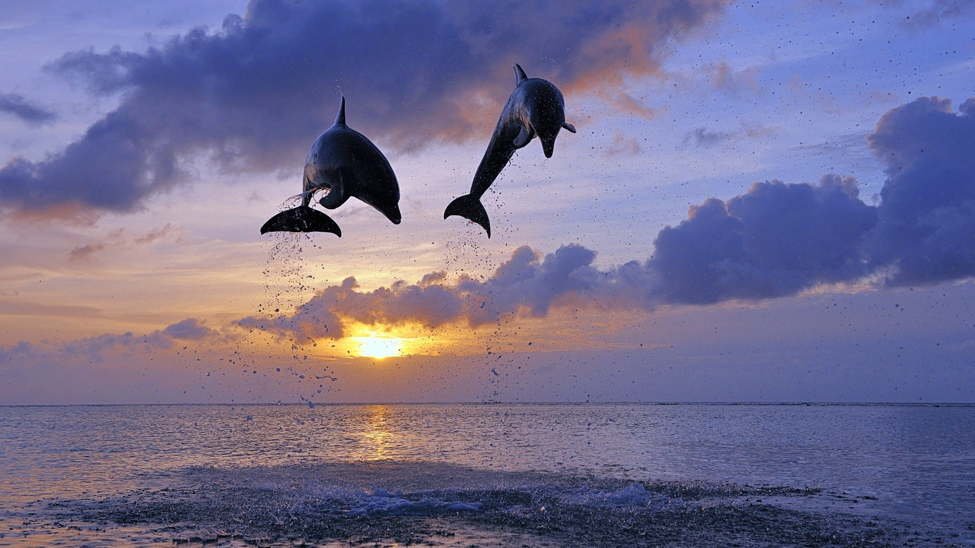 dolphin