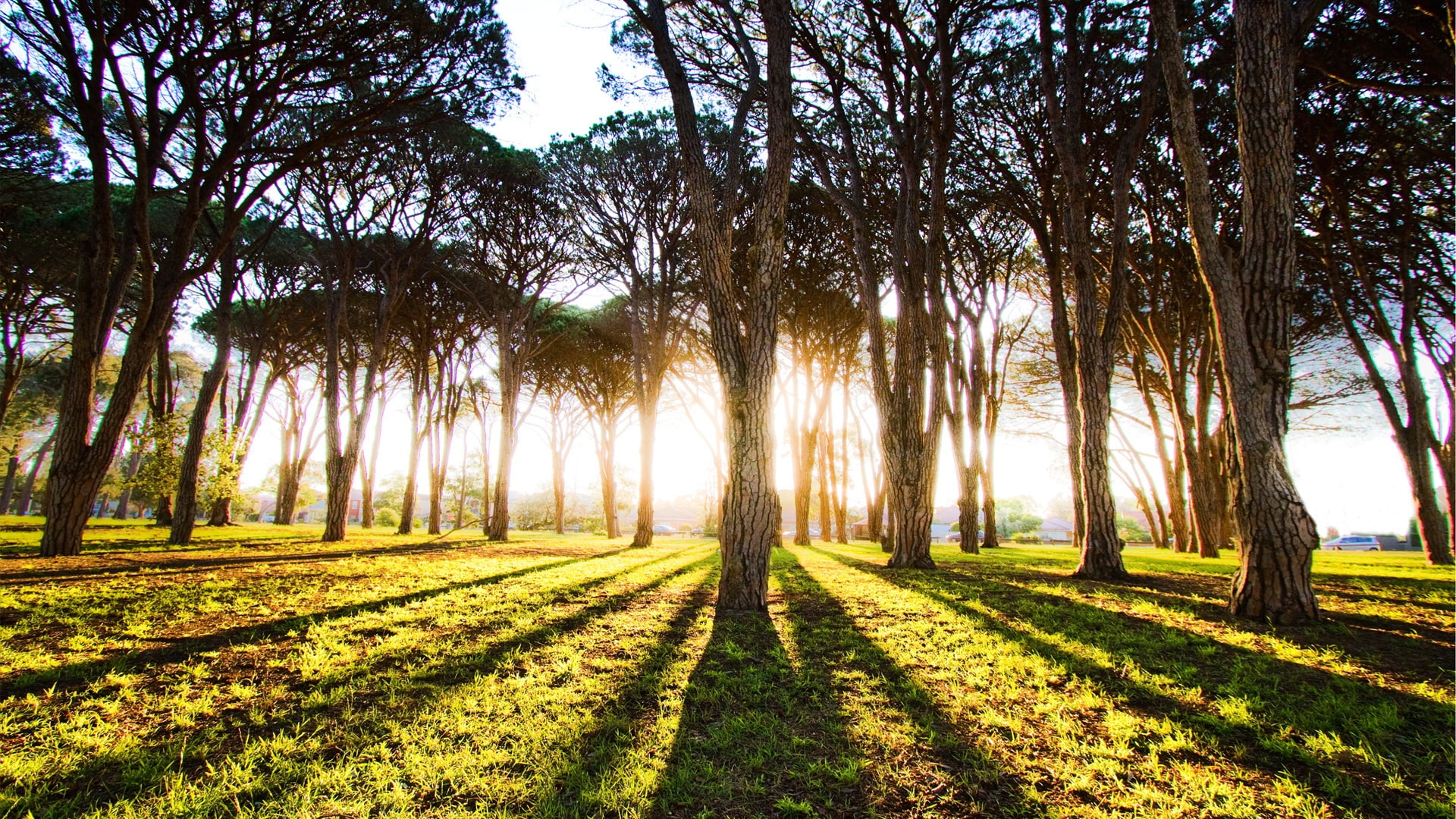 Forest tree sun