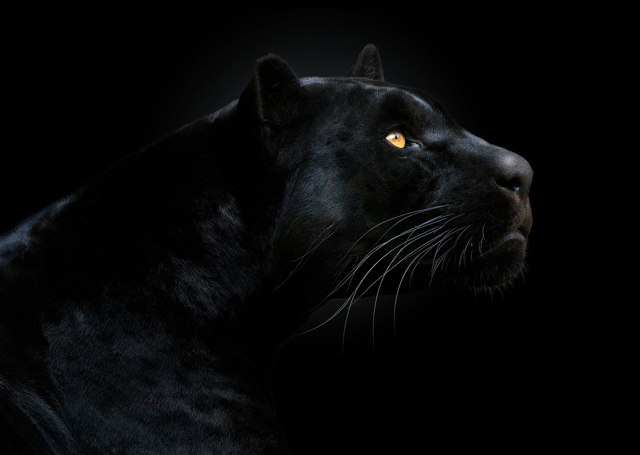 black panther illustration, look, face, the dark background, animal