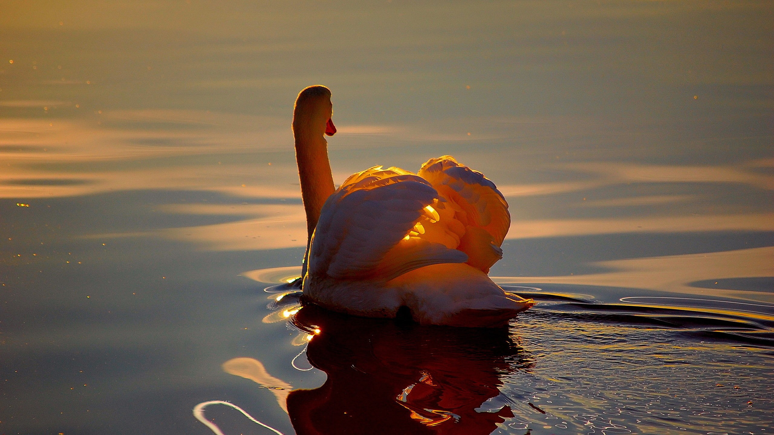 birds, water, swan, sunlight, sunset, orange color, reflection
