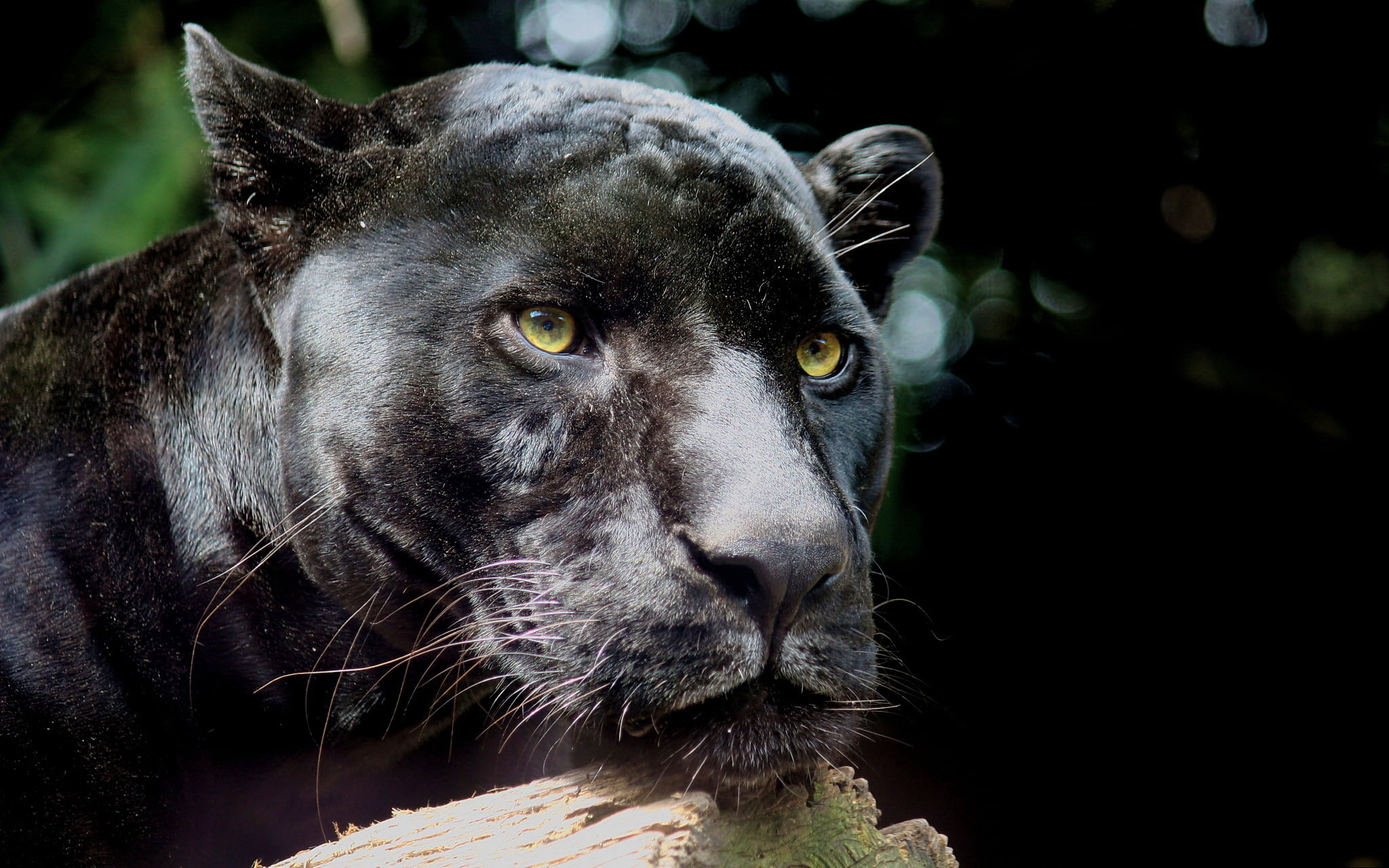 black puma, panther, wild cat, predator, animal, mammal, wildlife