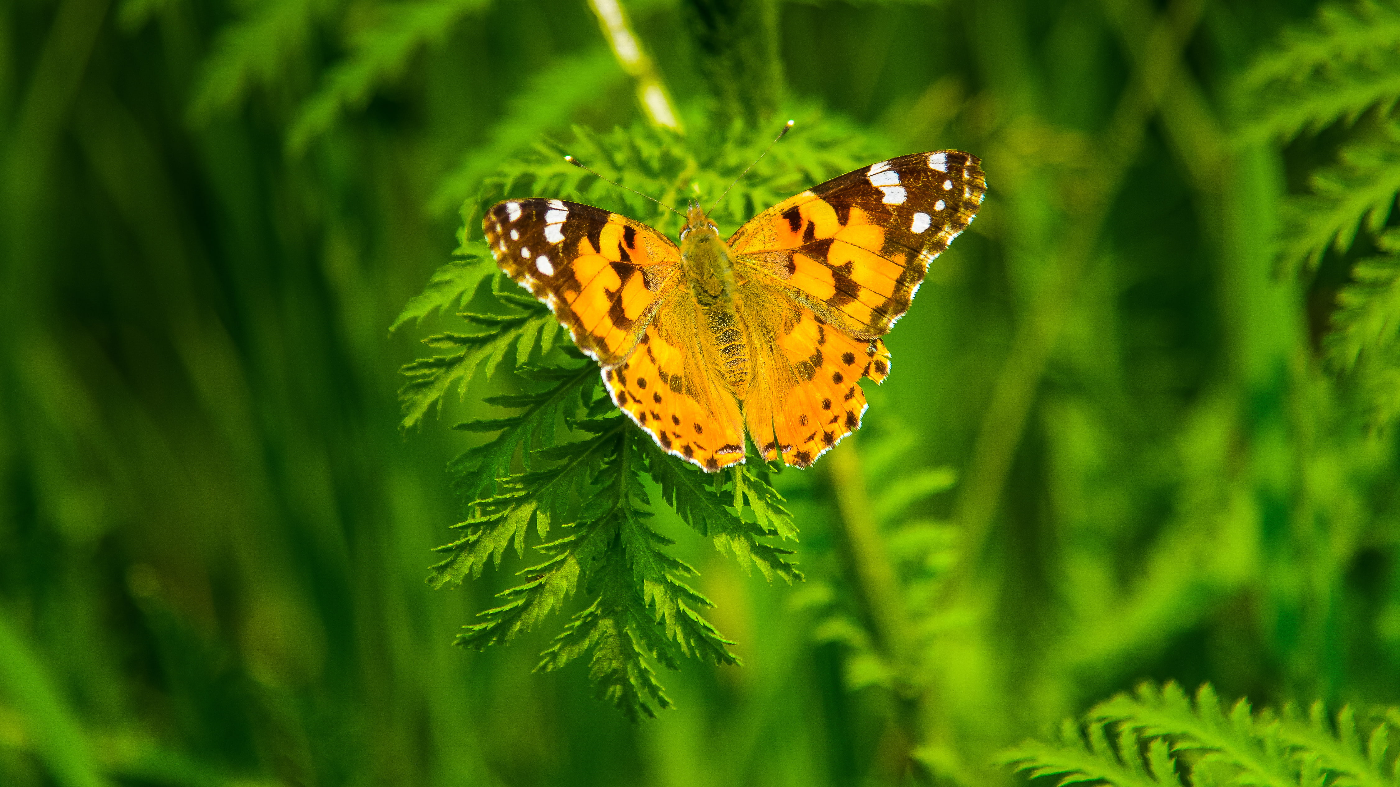 4K, Butterfly, animal wildlife, butterfly - insect, animal themes