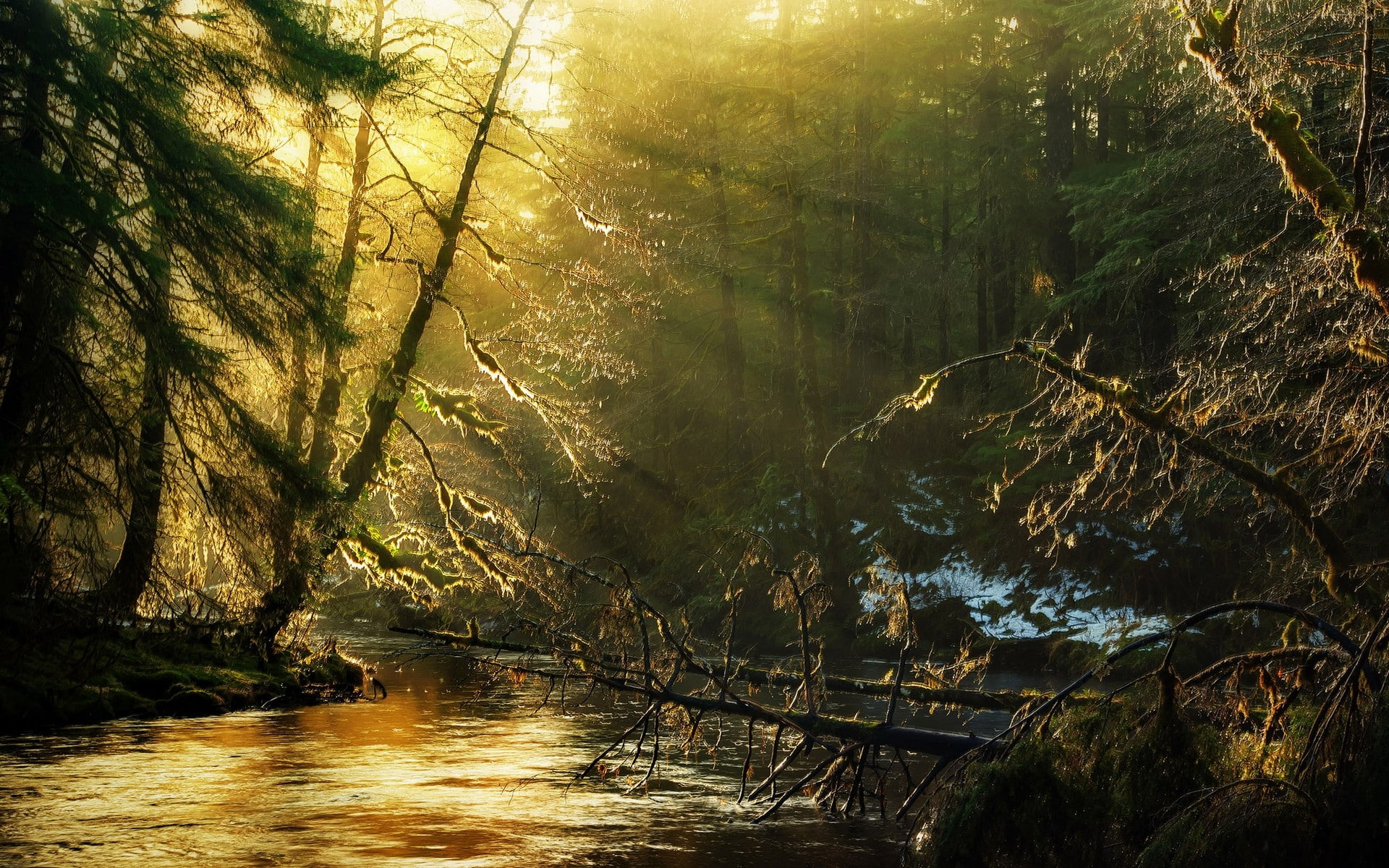 Free download | HD wallpaper: sun rays, nature, forest, landscape ...