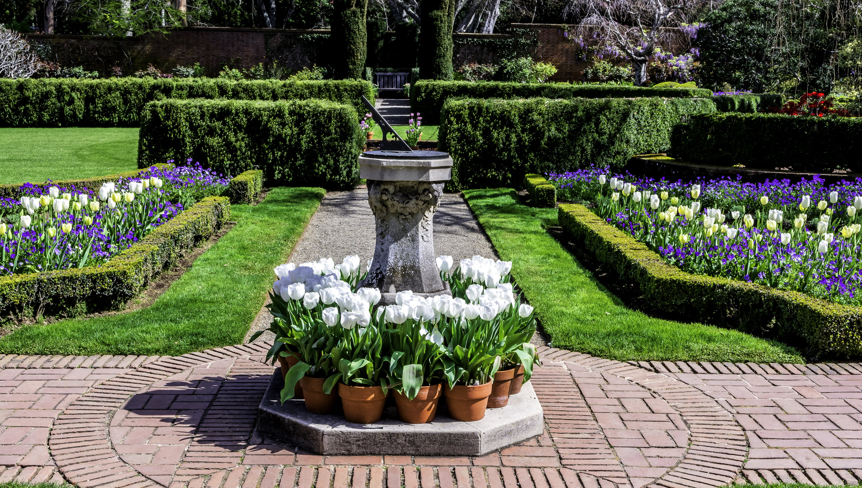 white tulip field, flowers, design, lawn, track, garden, CA, crocuses