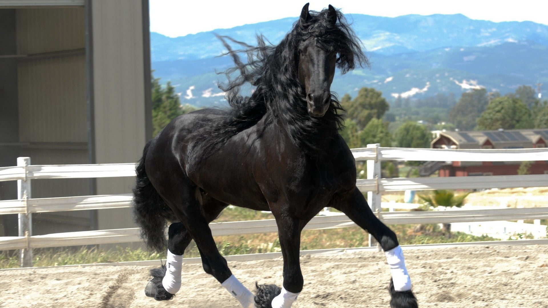 black and white horse, color, race, handsome, mane, wind, animal