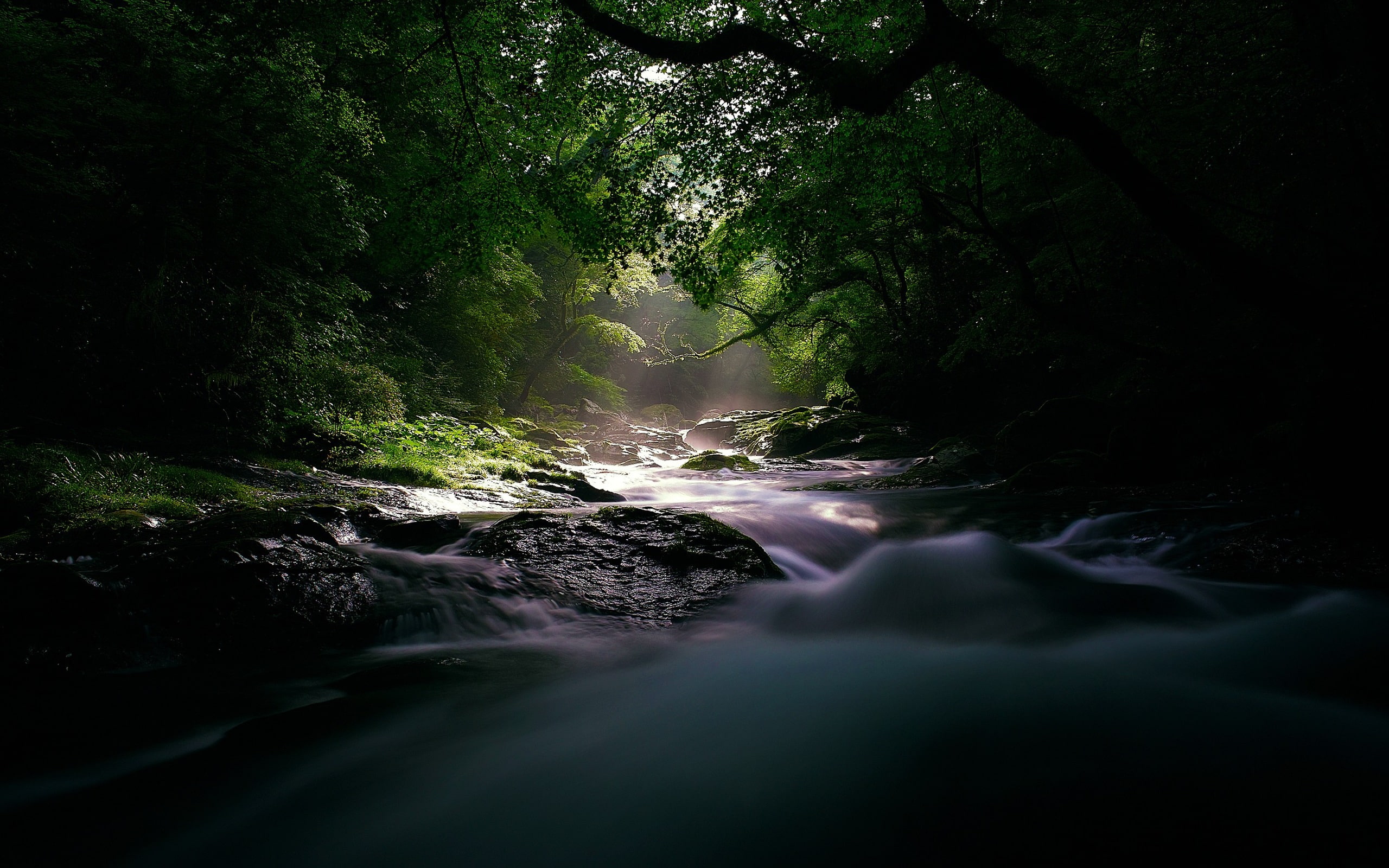 Forest rivers sunlight-Windows 10 HD Wallpapers, water, scenics - nature