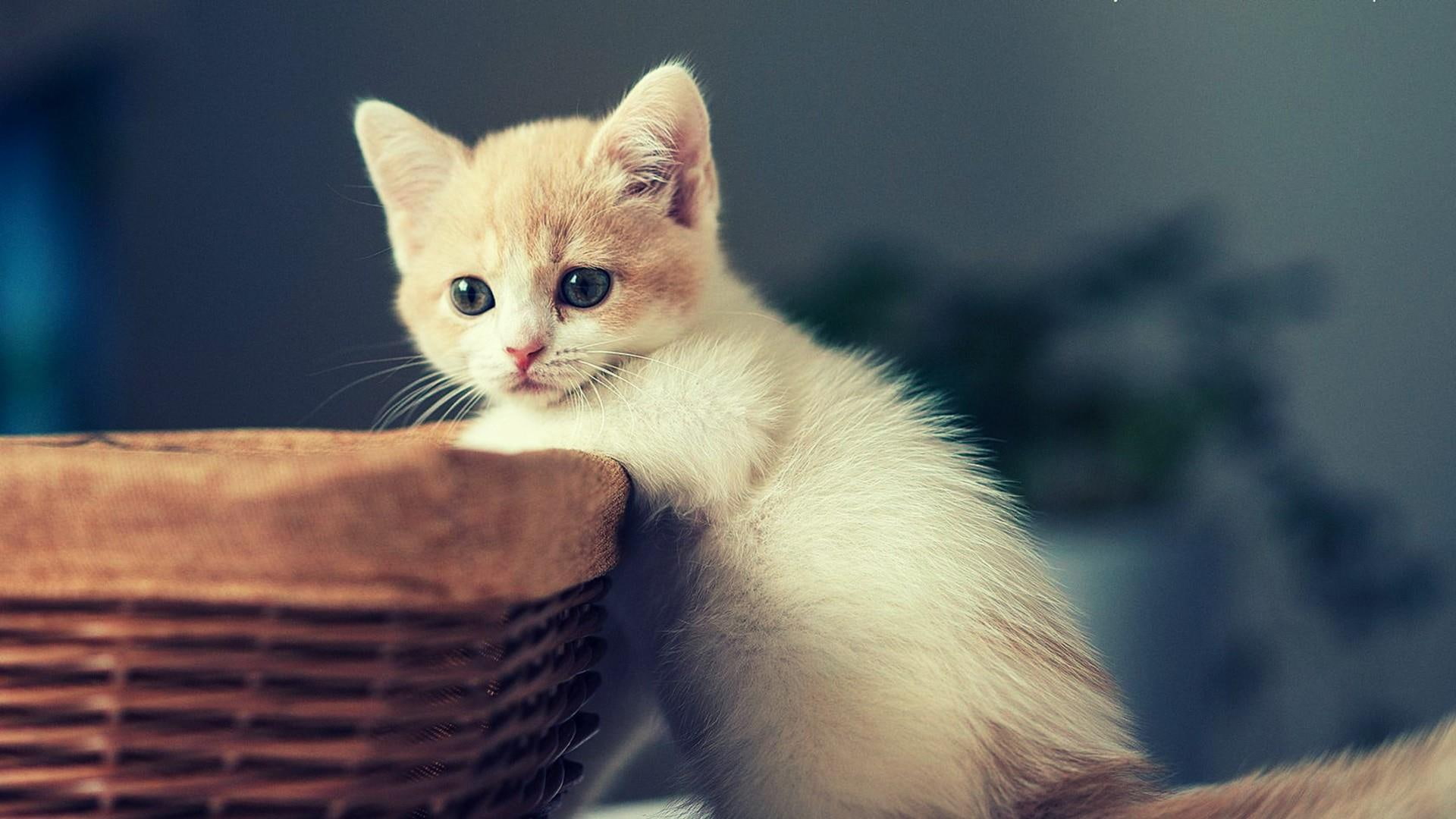 cat, kitten, kitty, cute, basket