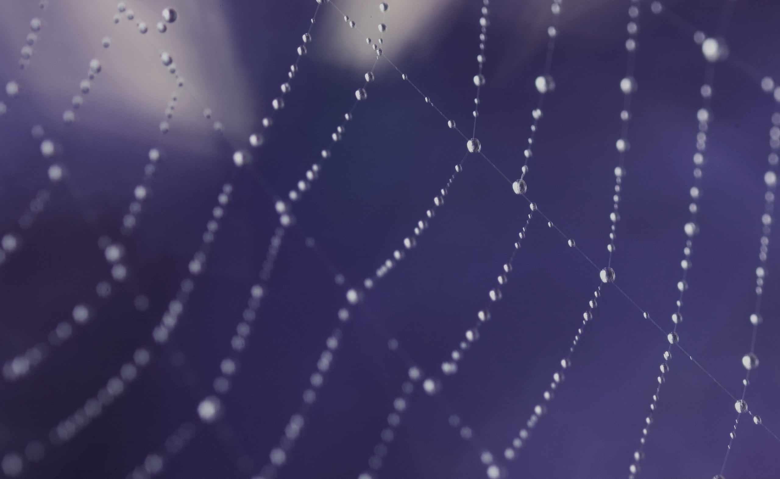 Web Dew, spiderweb, Animals, Insects