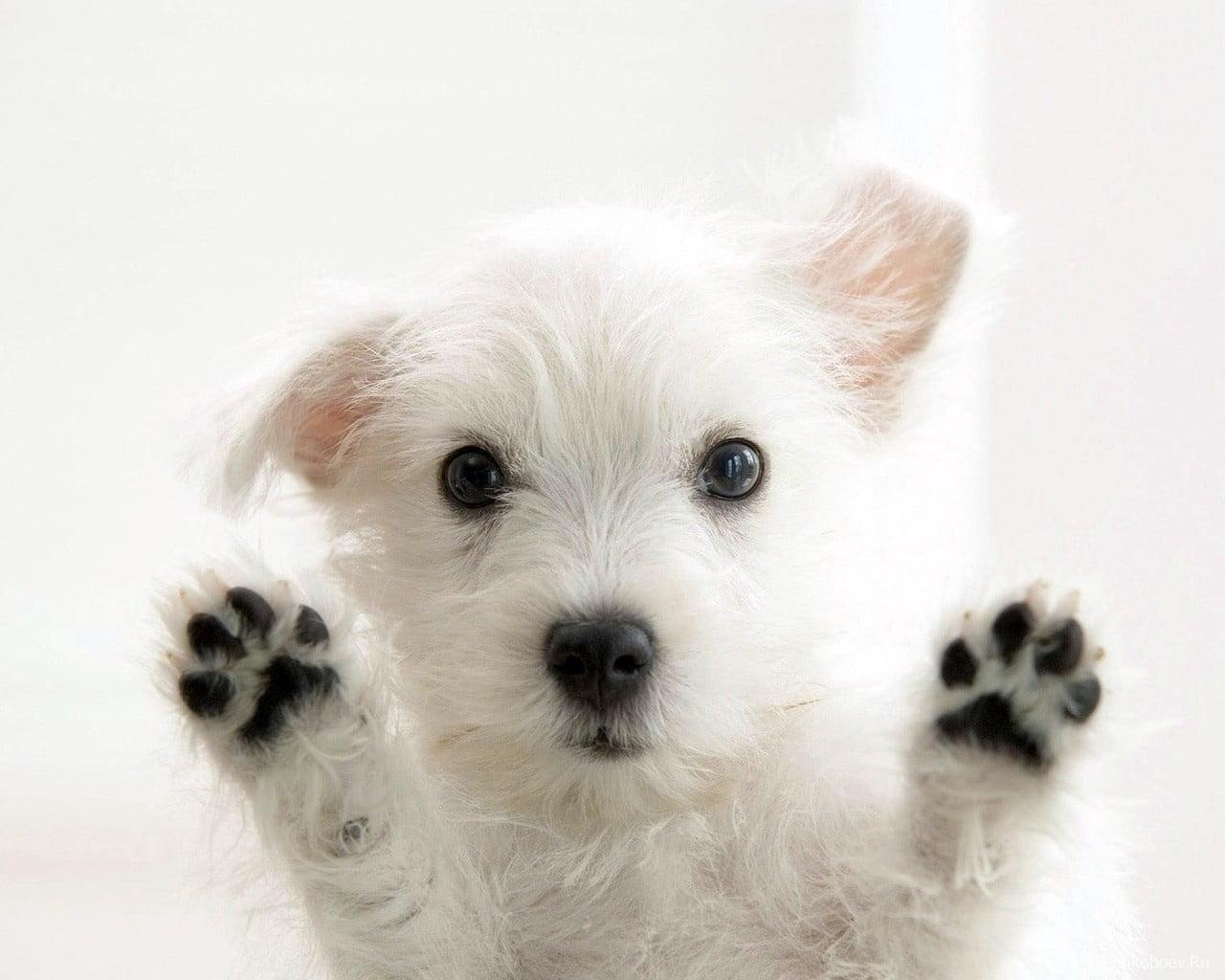 long-coated white puppy, dogs, furry, paws, pets, animal, canine