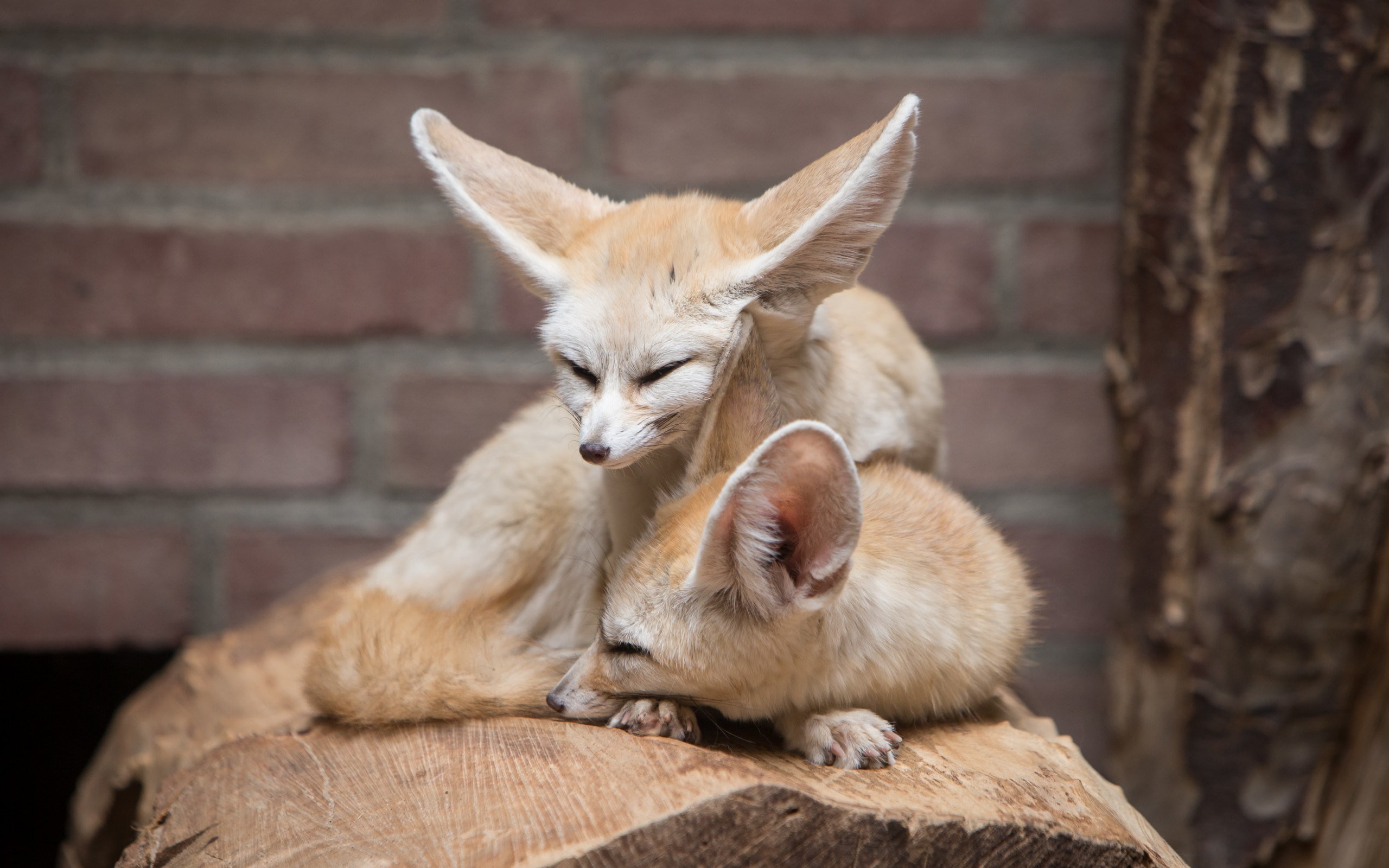 fennec fox
