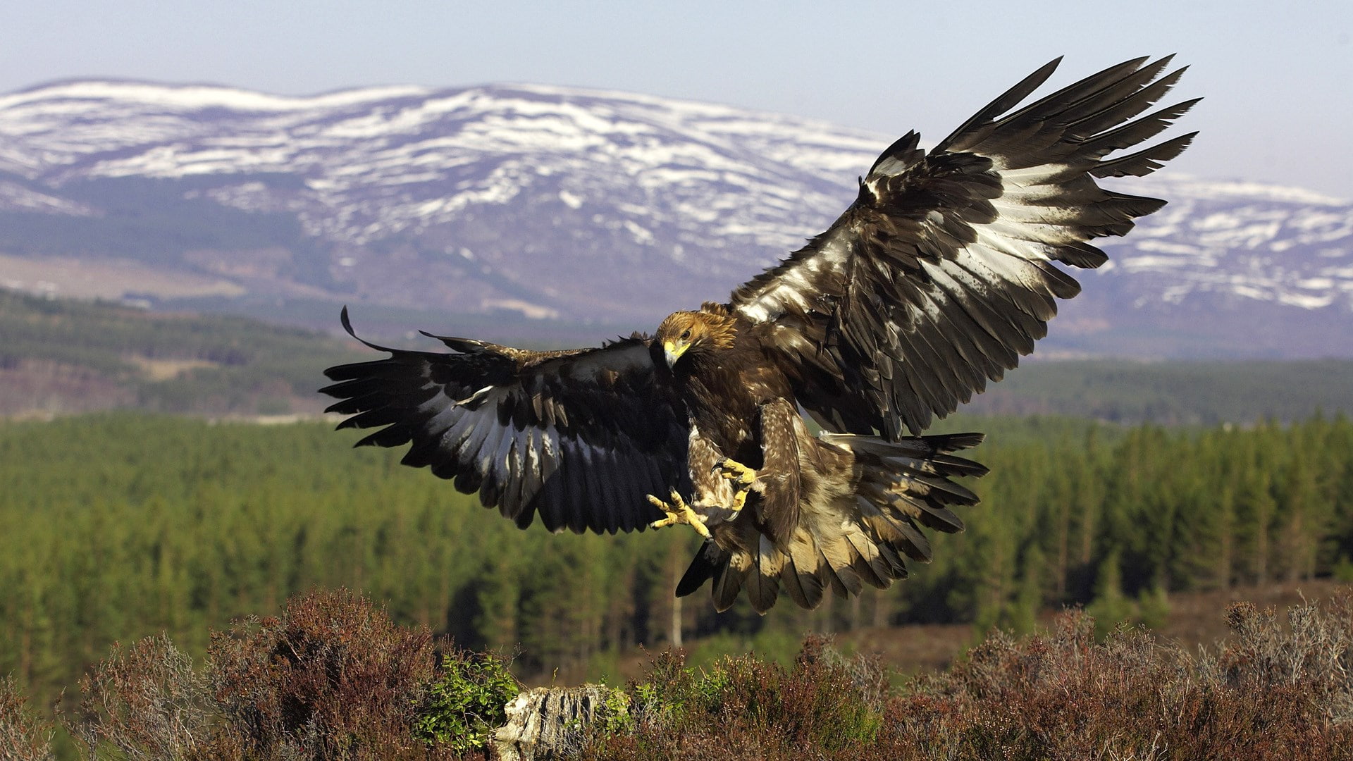 eagle