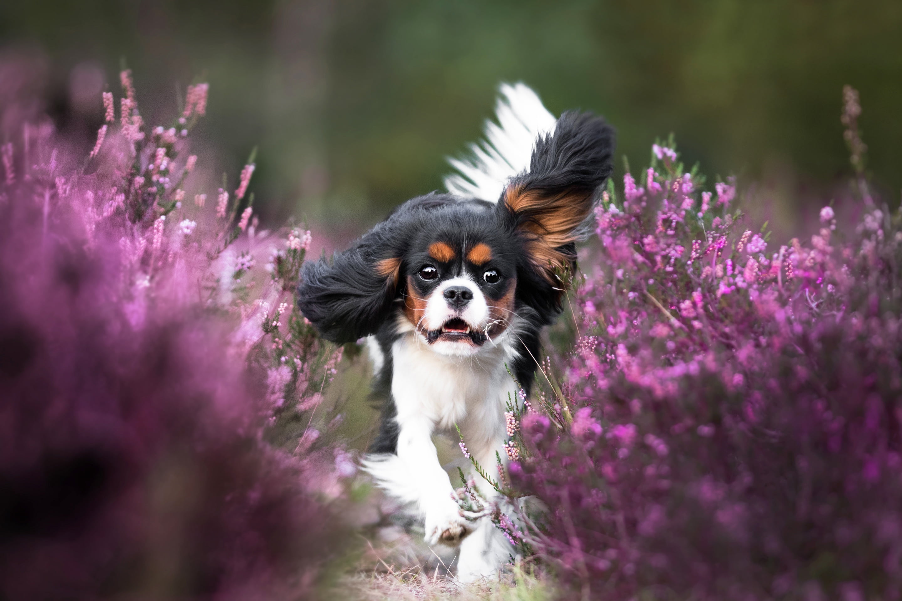 flowers, dog, running, puppy, cavalier-king-Charles-Spaniel