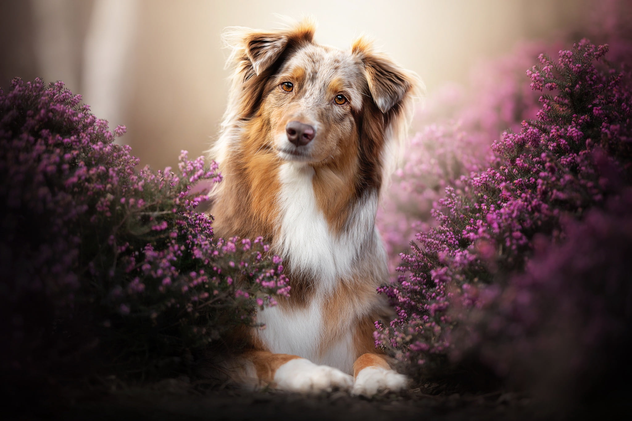 Dogs, Australian Shepherd, Lavender, Pet, Pink Flower
