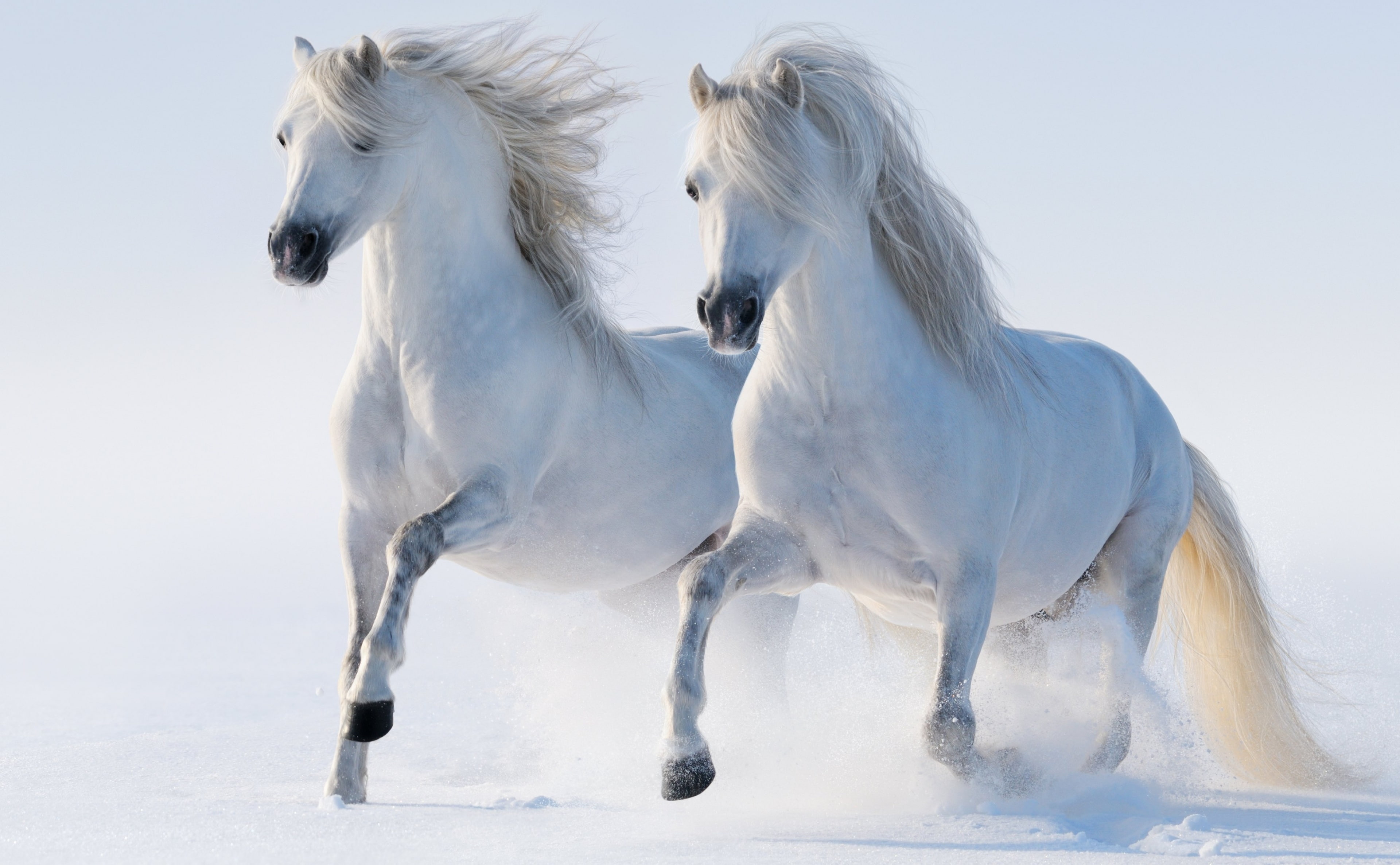 2 Horses, white horses, Animals, Beautiful, Winter, Running, Snow