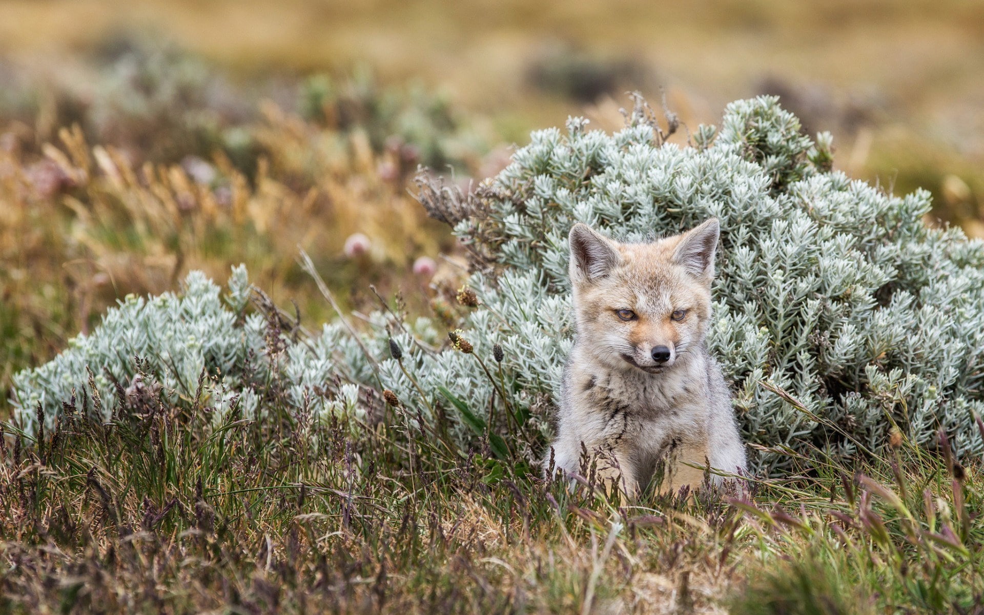 fox