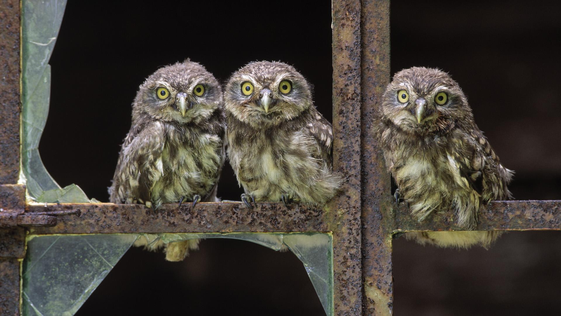 Baby Owls, three gray-and-white owls, birds, babies, animals