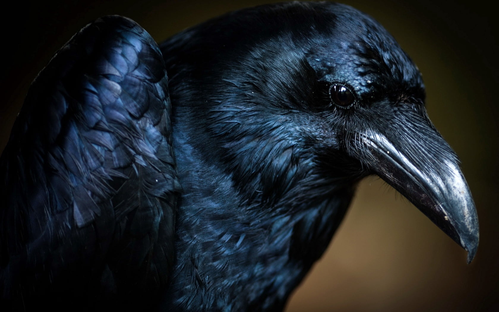 raven digital wallpaper, bird, crow, eye, animal, wildlife, beak