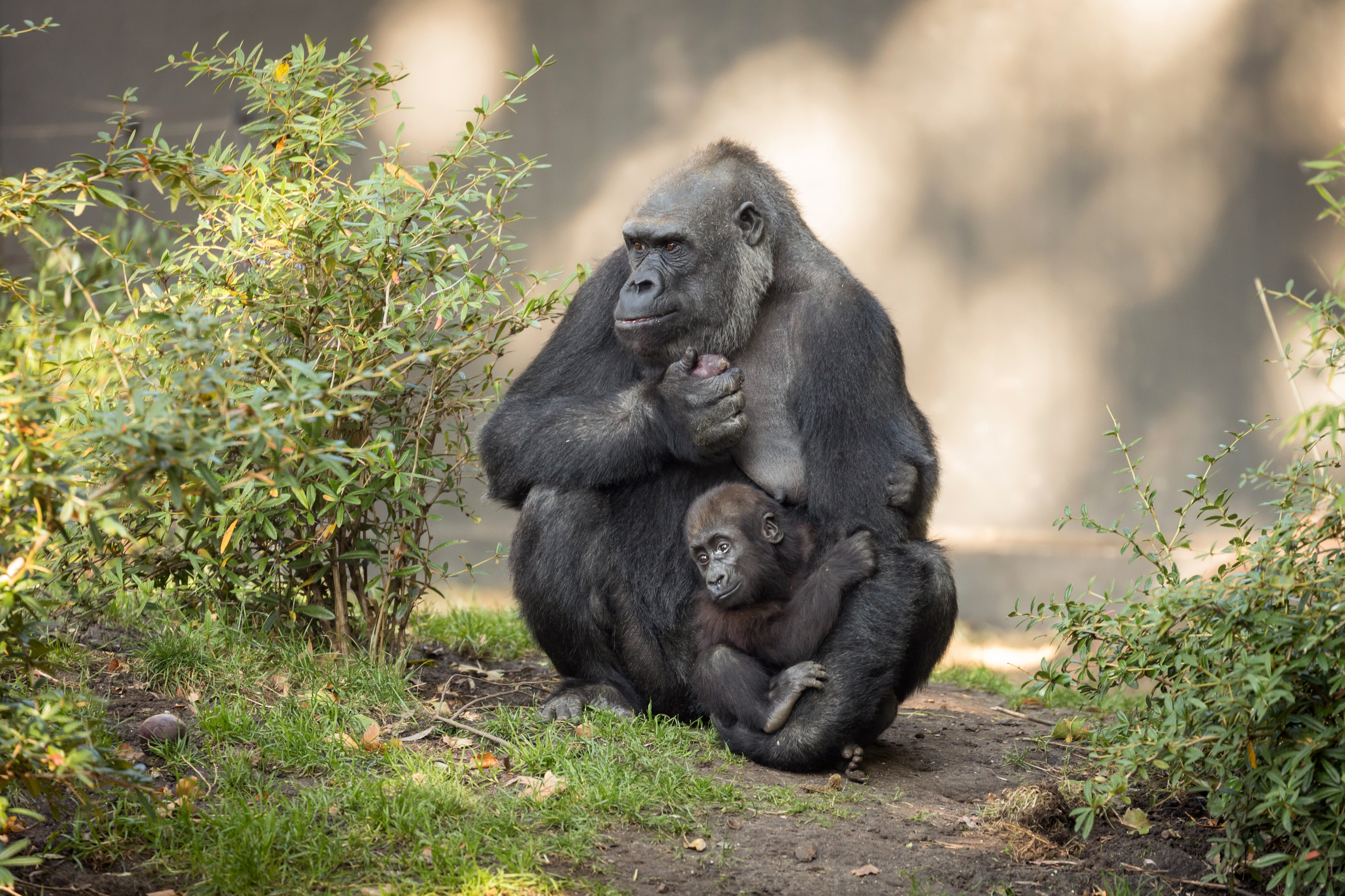 nature, monkey, gorilla