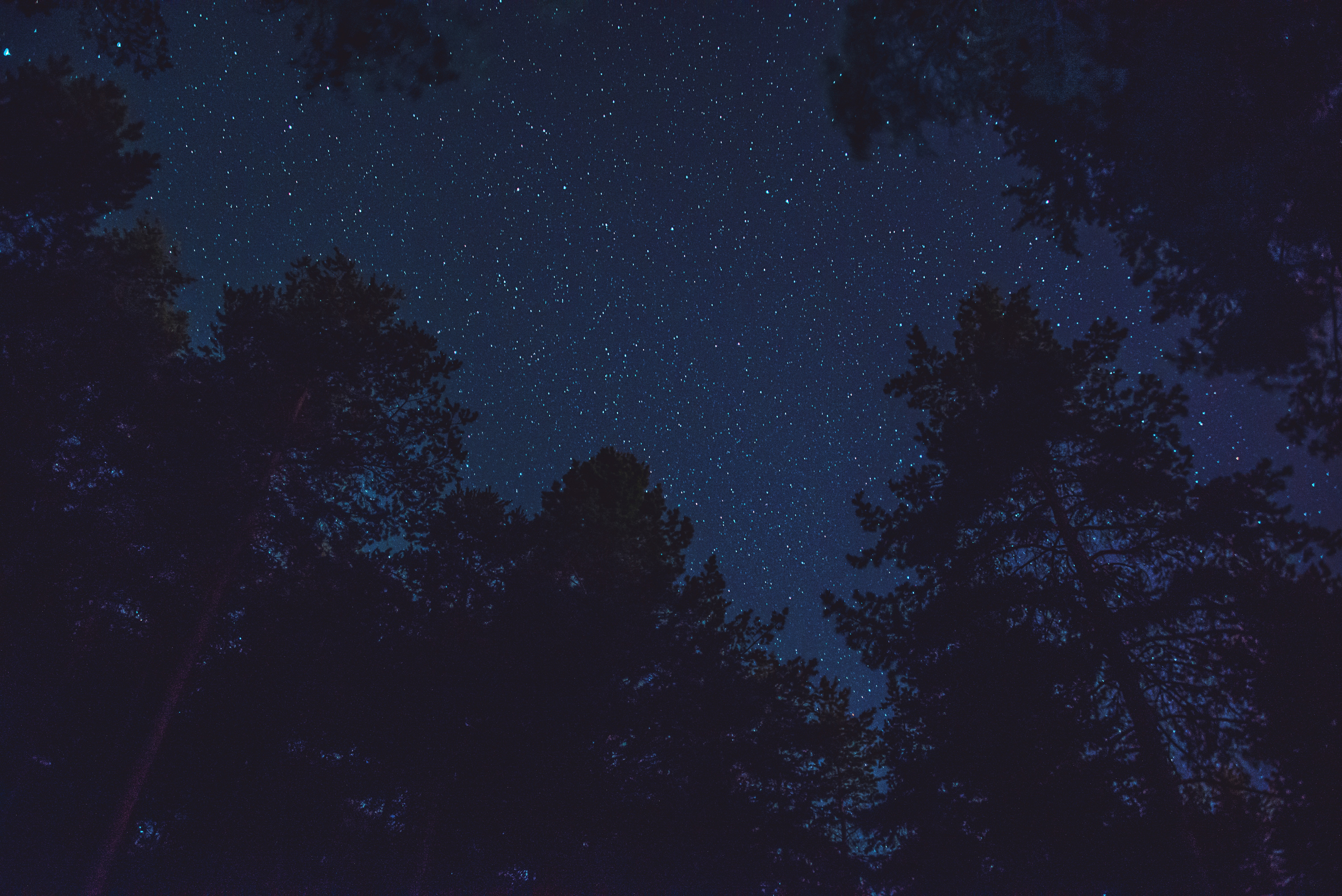 starry sky, bottom view, night, trees, tops, stars