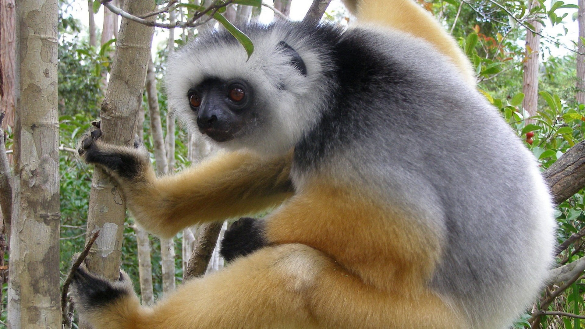 lemur, madagascar, branch, crawl, animal, primate, nature, wildlife