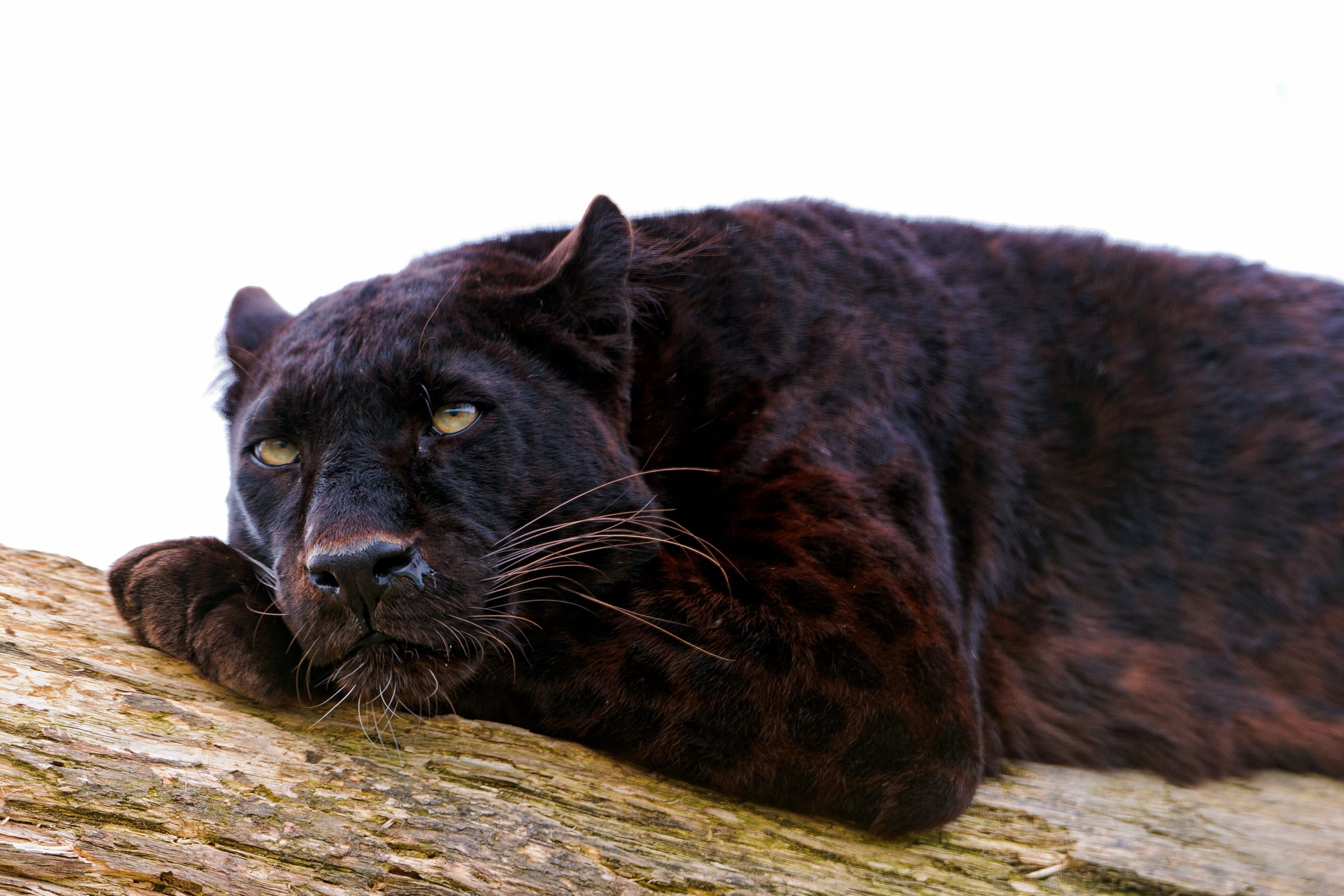 black panther, down, carnivore, nap, animal, mammal, wildlife