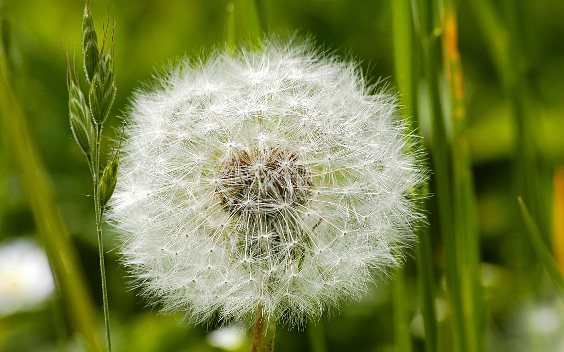 white dandelion, grass, feathers, seeds, nature, plant, close-up