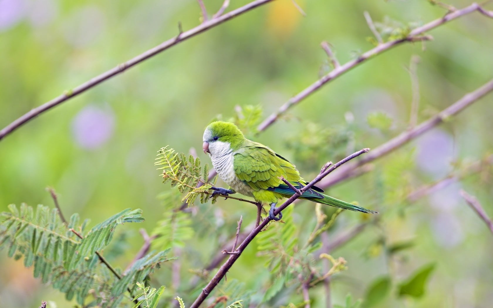 green monk parakeet, bird, parrot, branches, tree, nature, animal