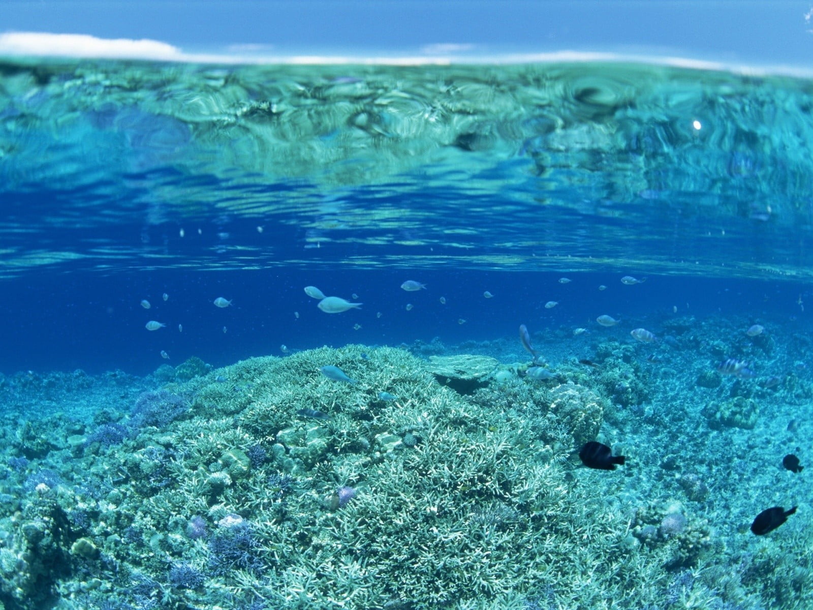 untitled, water, sea, coral, underwater, blue, split view, undersea