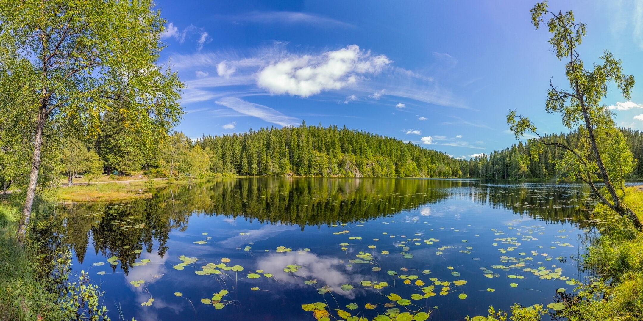 forest, summer, trees, lake, reflection, Norway, Oslo County